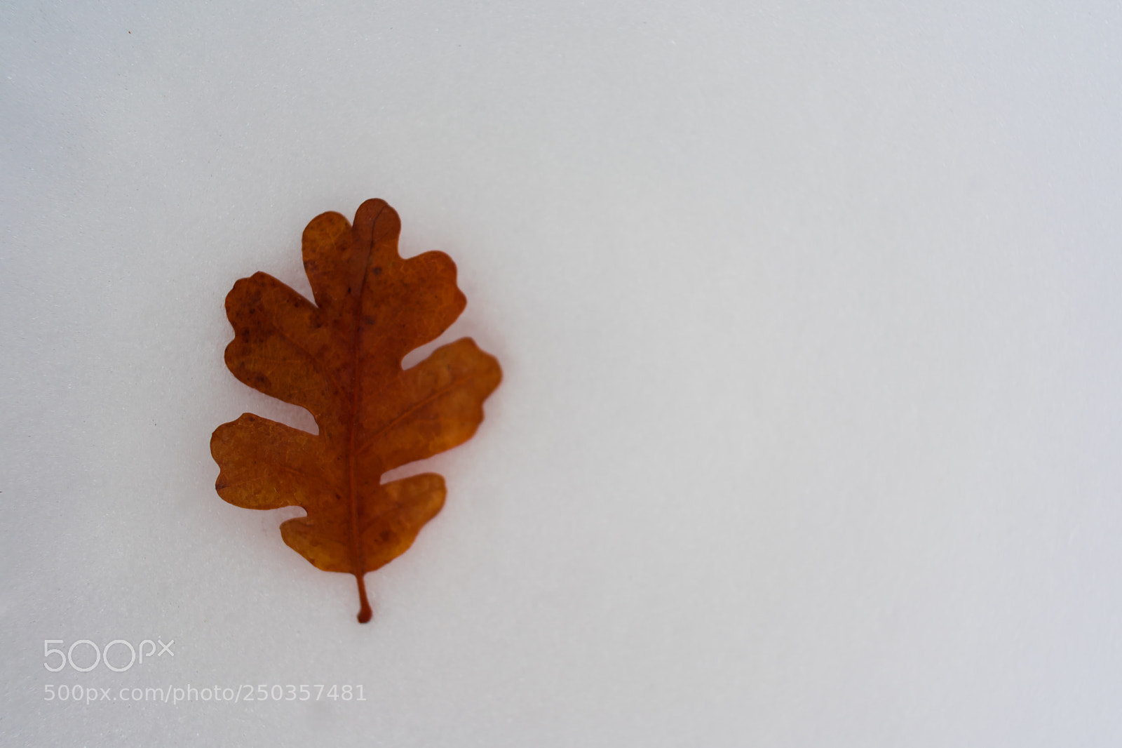 Nikon D3400 sample photo. Dead leaf lying in photography
