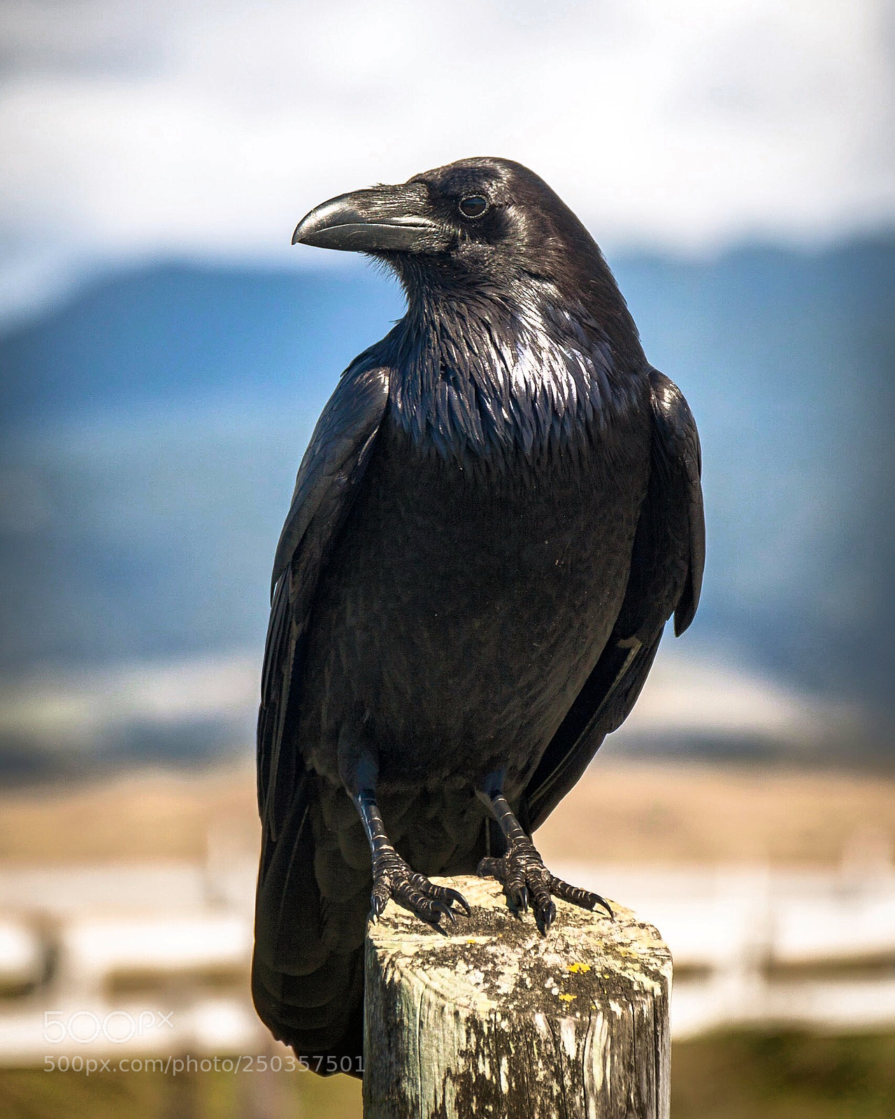 Canon EOS 50D sample photo. Raven perched photography