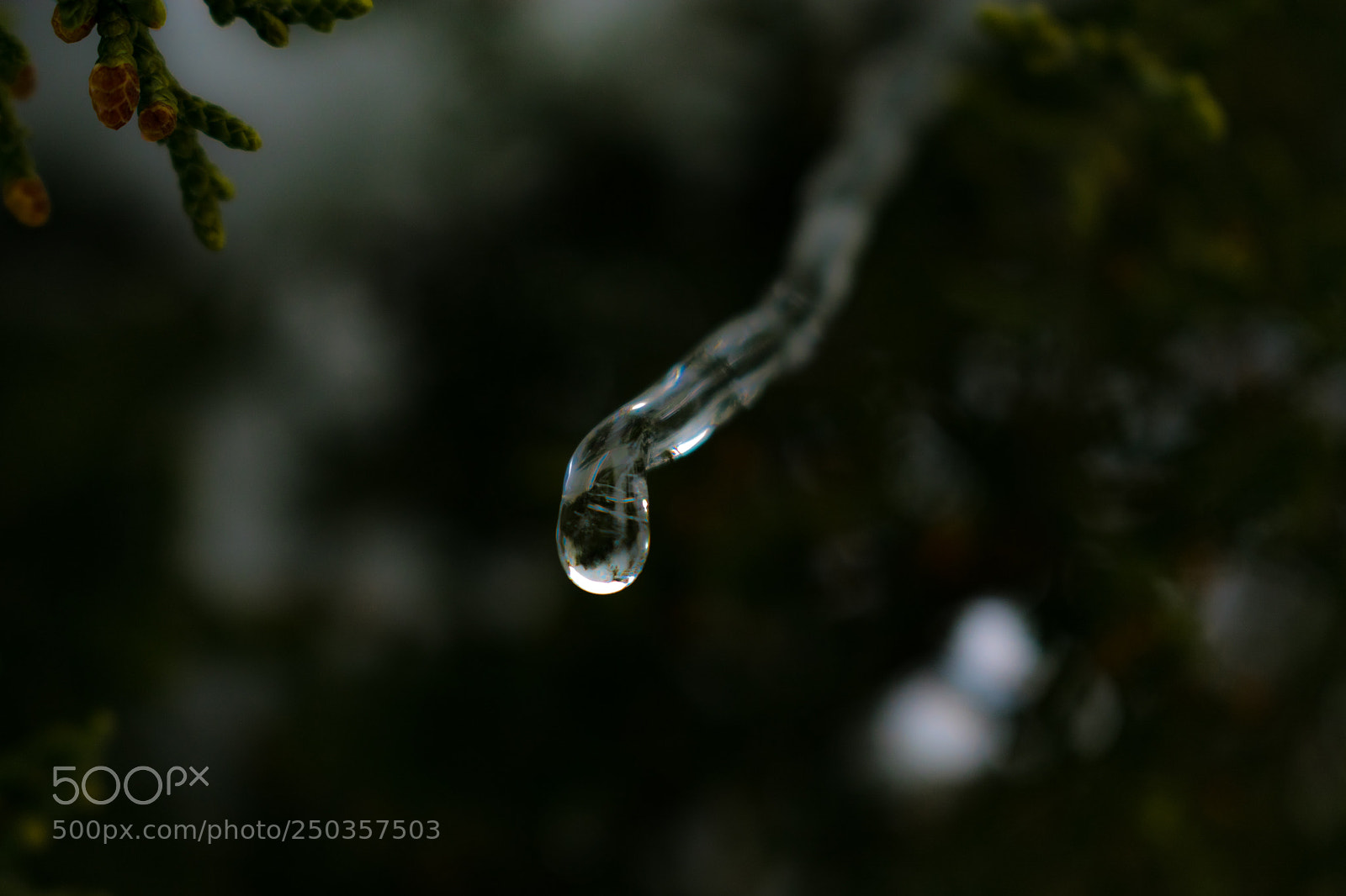 Nikon D3400 sample photo. Closeup of melting icicle photography