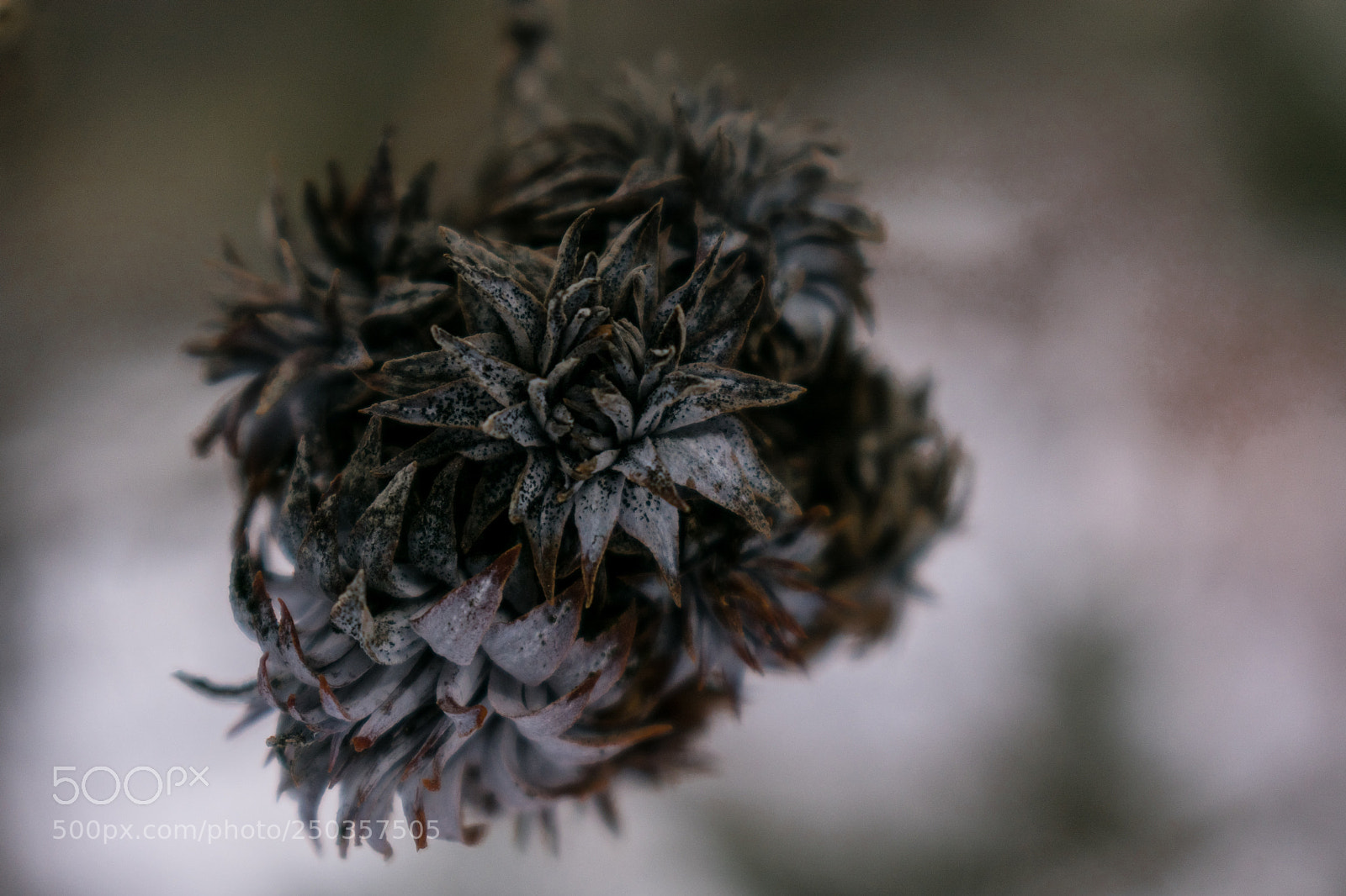 Nikon D3400 sample photo. Closeup of frosted over photography