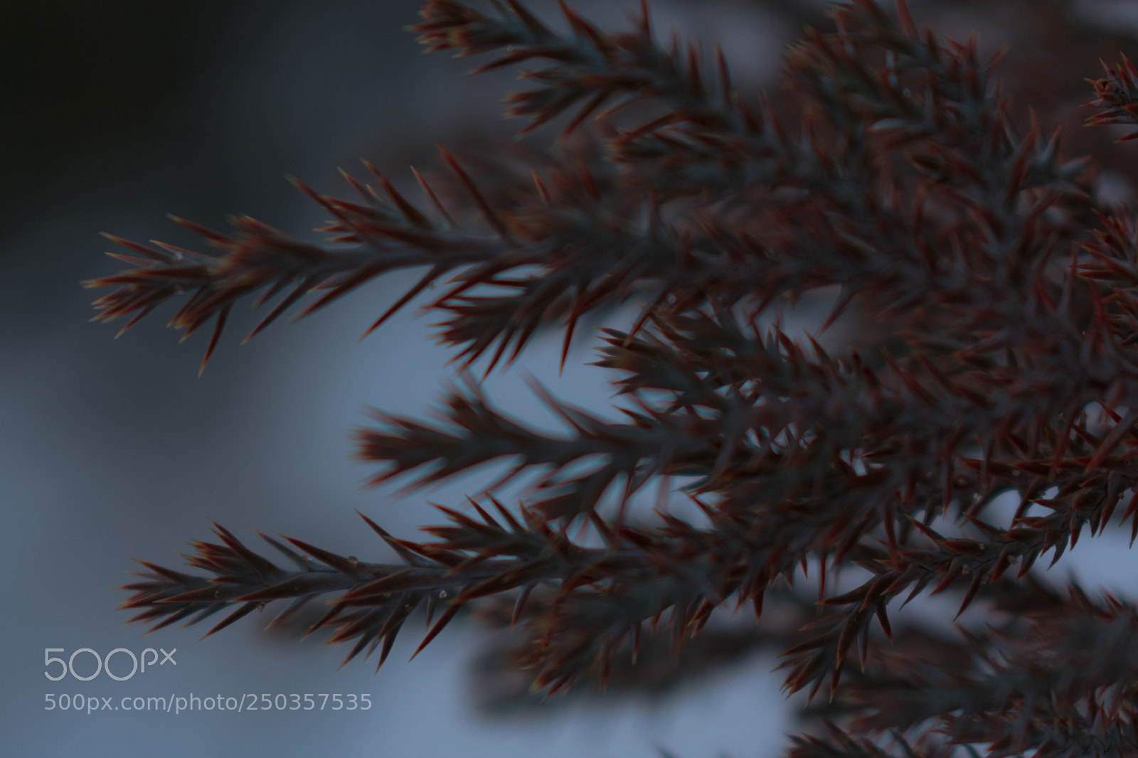 Nikon D3400 sample photo. Closeup of thorny bush photography