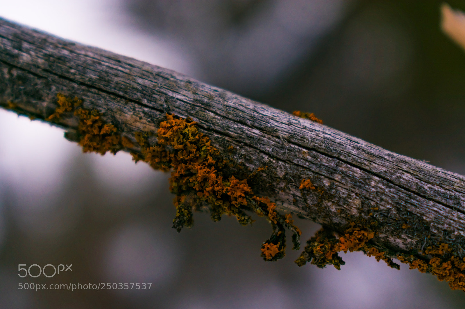 Nikon D3400 sample photo. Moss on dead branch photography