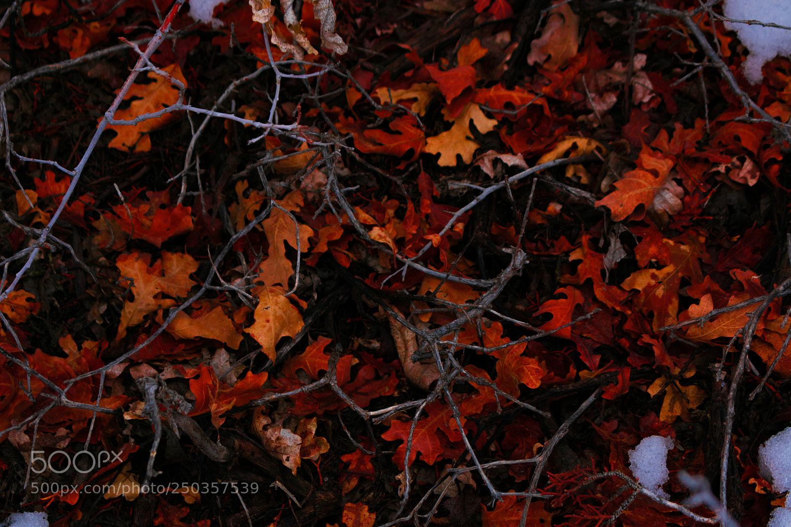 Nikon D3400 sample photo. Dead leaves on top photography