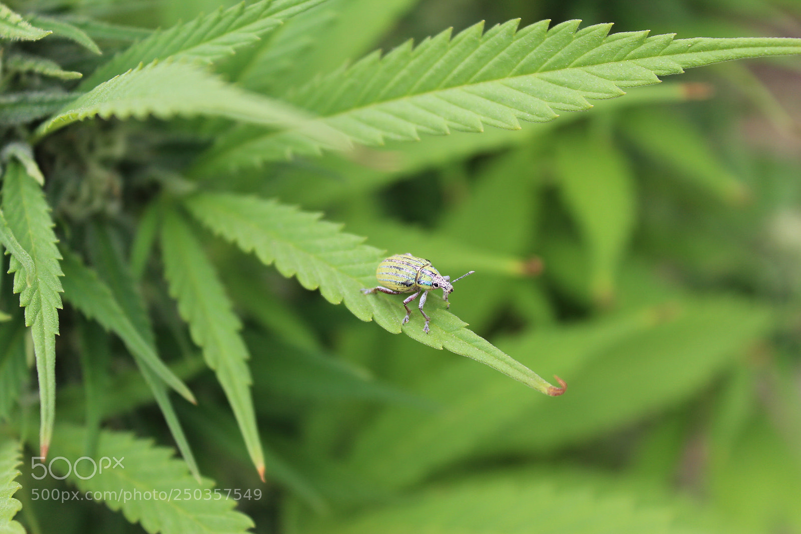 Canon EOS 1200D (EOS Rebel T5 / EOS Kiss X70 / EOS Hi) sample photo. Visitant photography