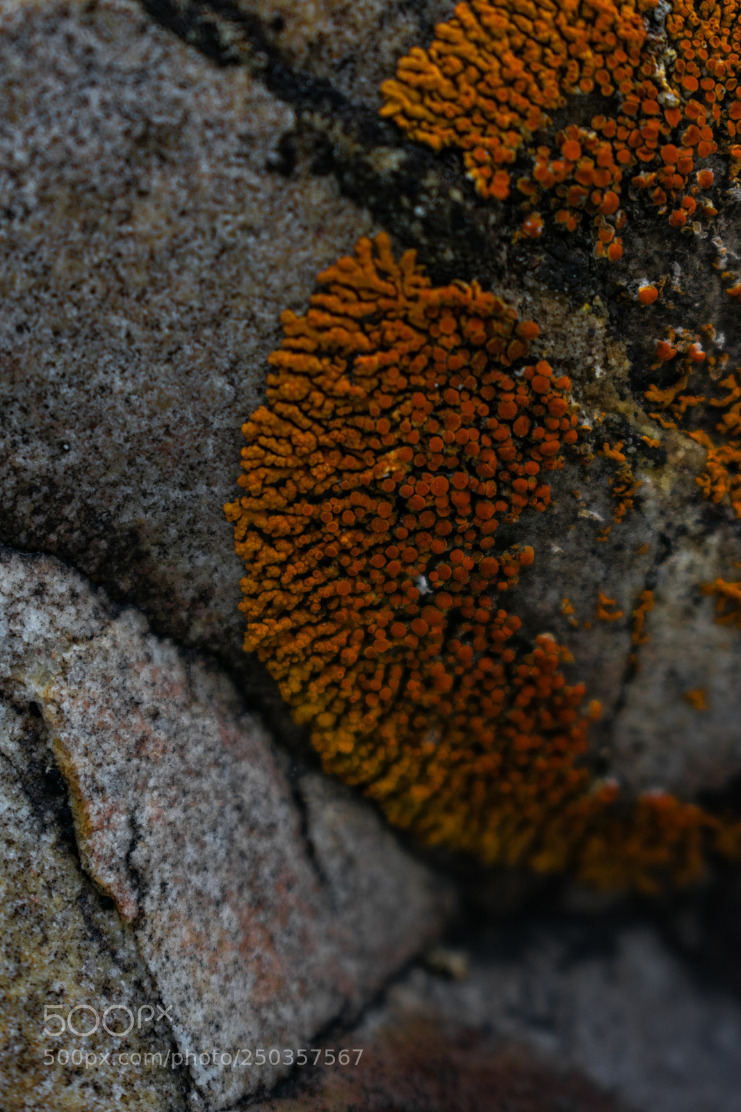 Nikon D3400 sample photo. Closeup of moss on photography