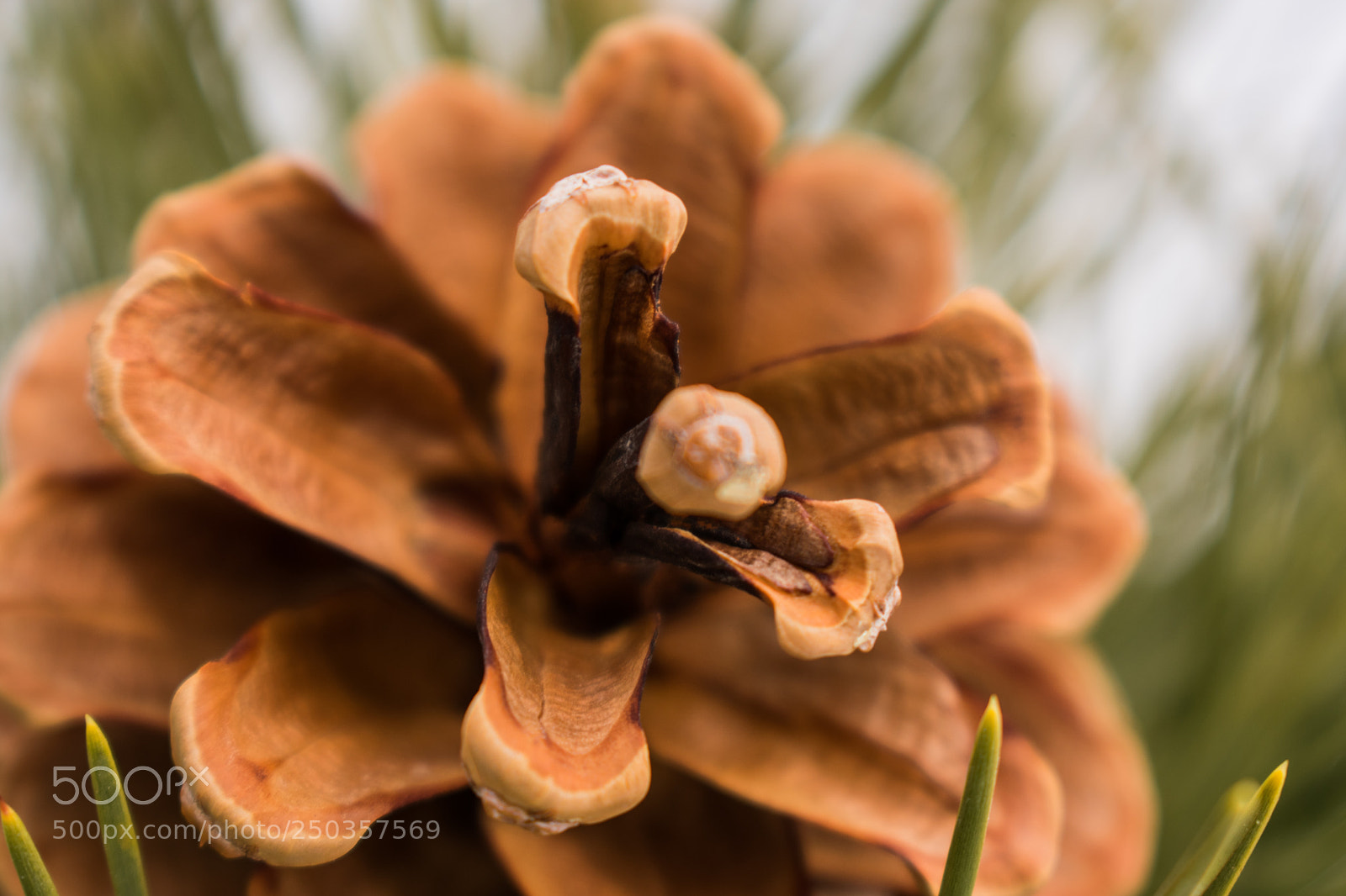 Nikon D3400 sample photo. Closeup of pinecone photography