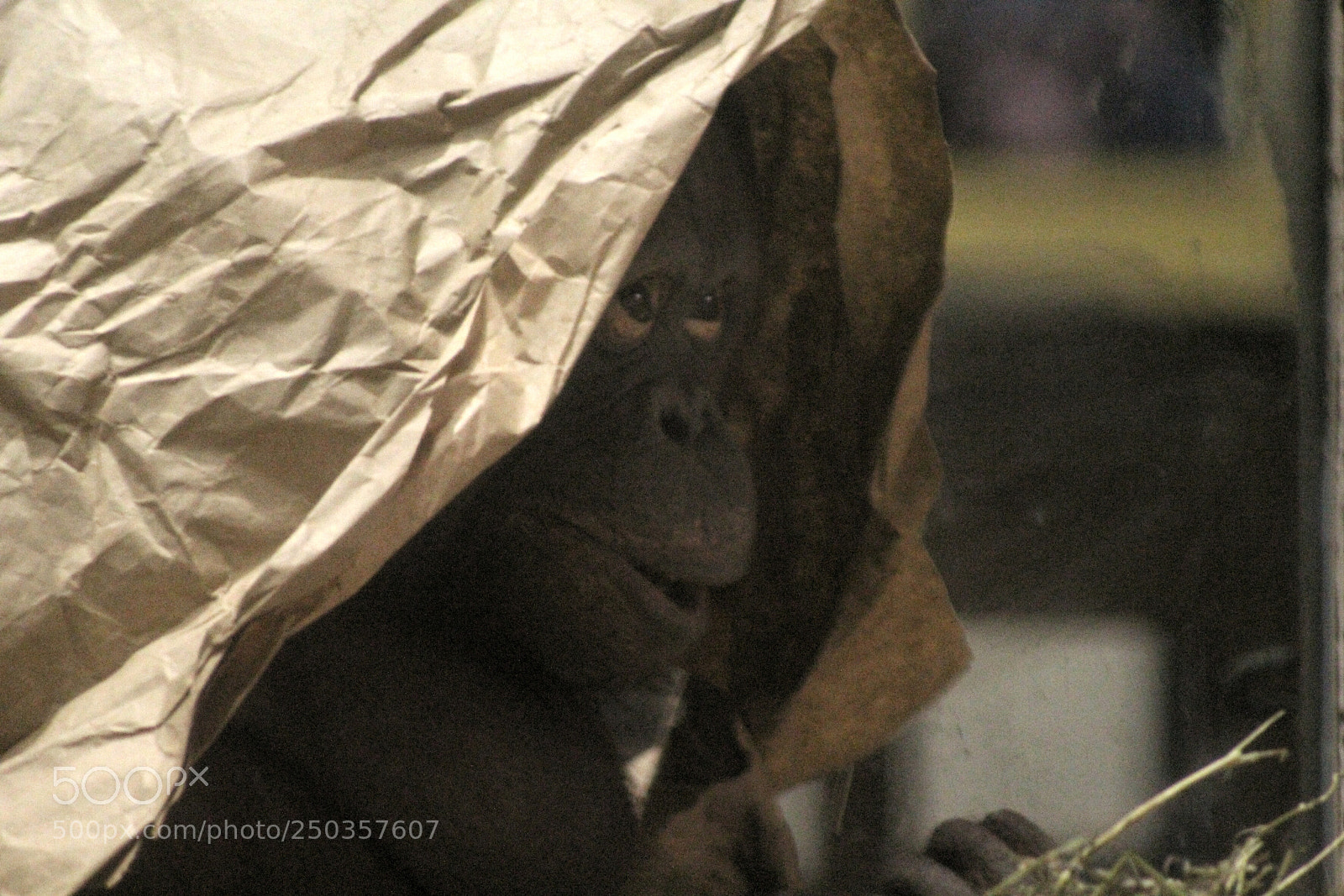 Canon EOS 1300D (EOS Rebel T6 / EOS Kiss X80) sample photo. Hiding while eating photography