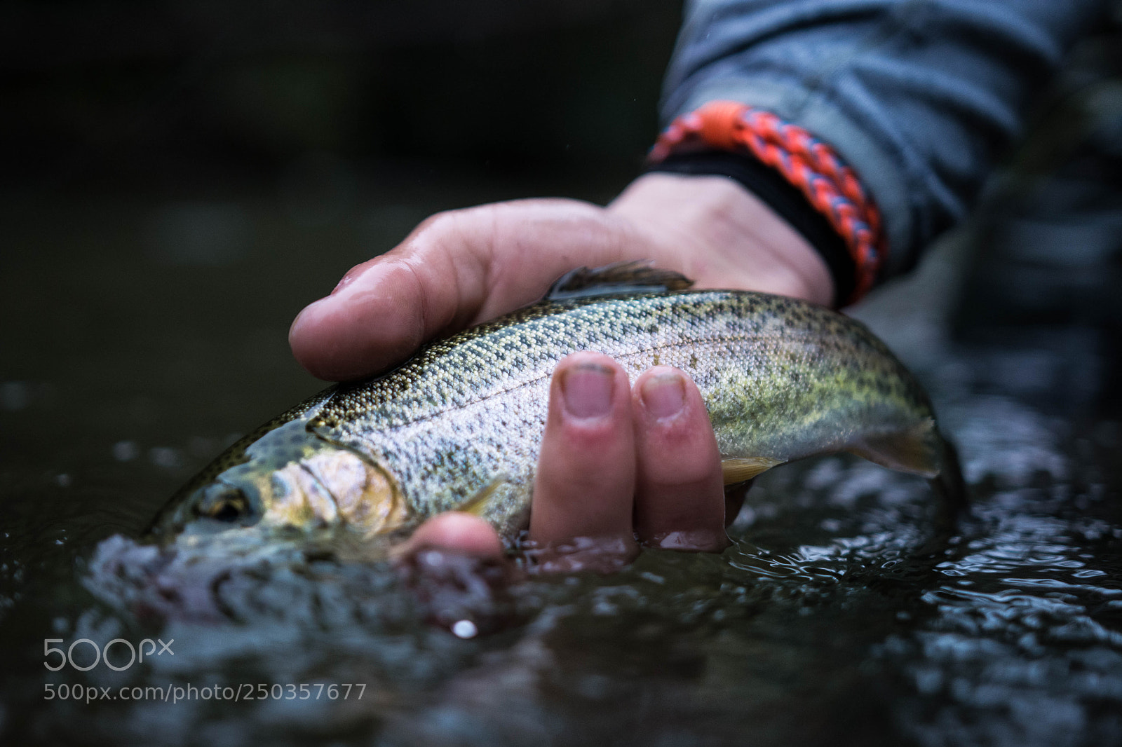 Nikon D5200 sample photo. Trout on the soque photography
