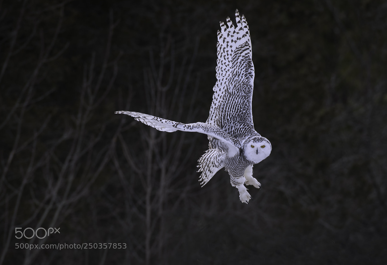 Nikon D500 sample photo. Snowy owl photography