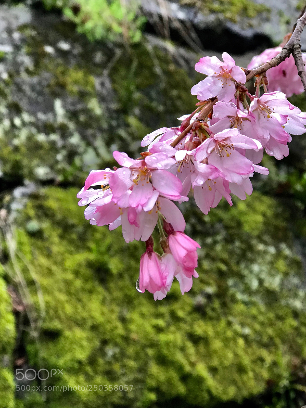 Apple iPhone 7 Plus sample photo. Sakura ❗️ photography