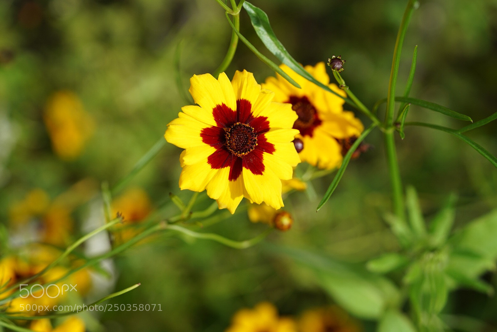 Sony a7R II sample photo. Untitled photography