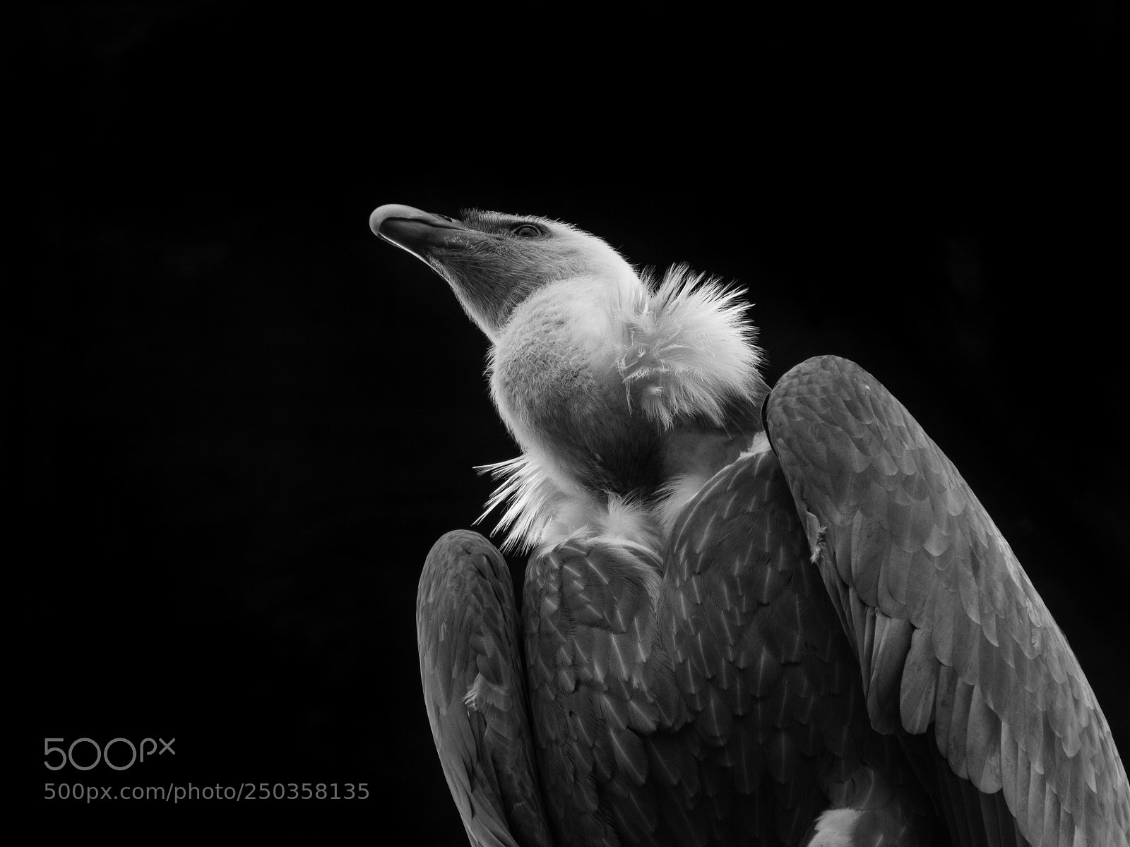 Canon EOS 700D (EOS Rebel T5i / EOS Kiss X7i) sample photo. Griffon vulture photography