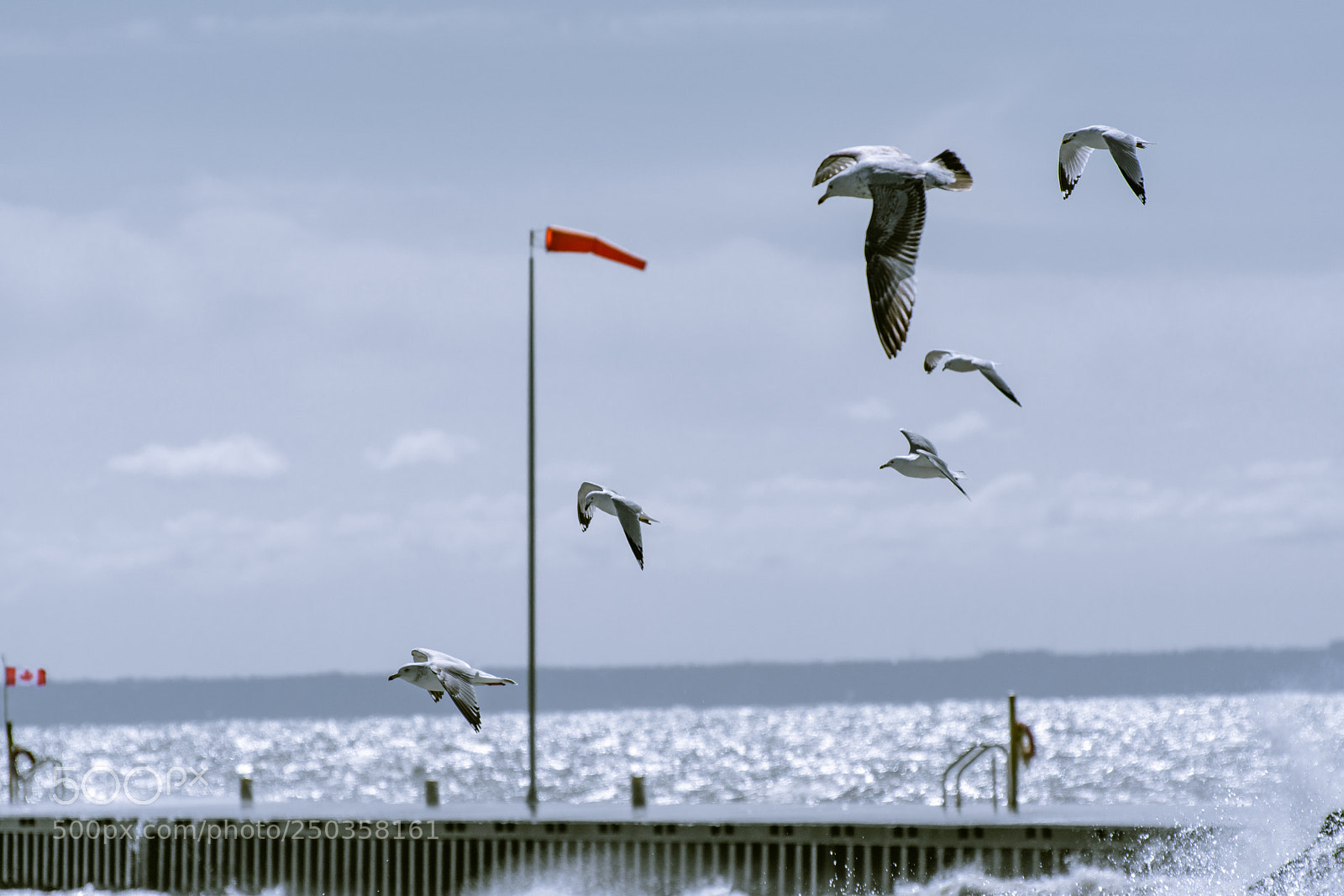 Nikon D5200 sample photo. Untitled_pier_birds photography