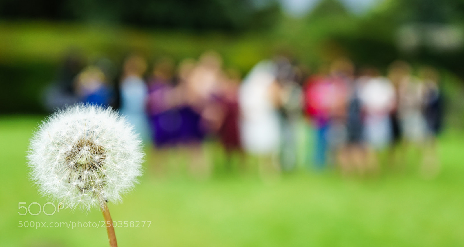 Sony a7 sample photo. Dandelion photography