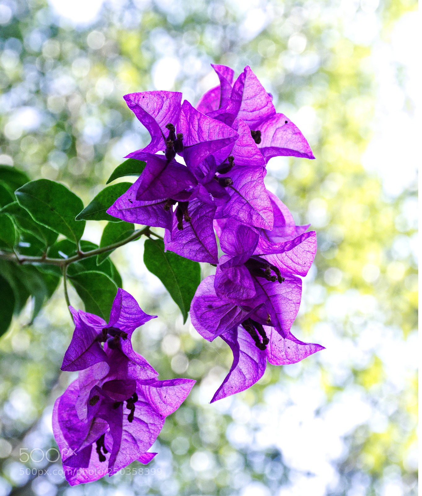 Nikon D7200 sample photo. Bougainvillea bouquet photography