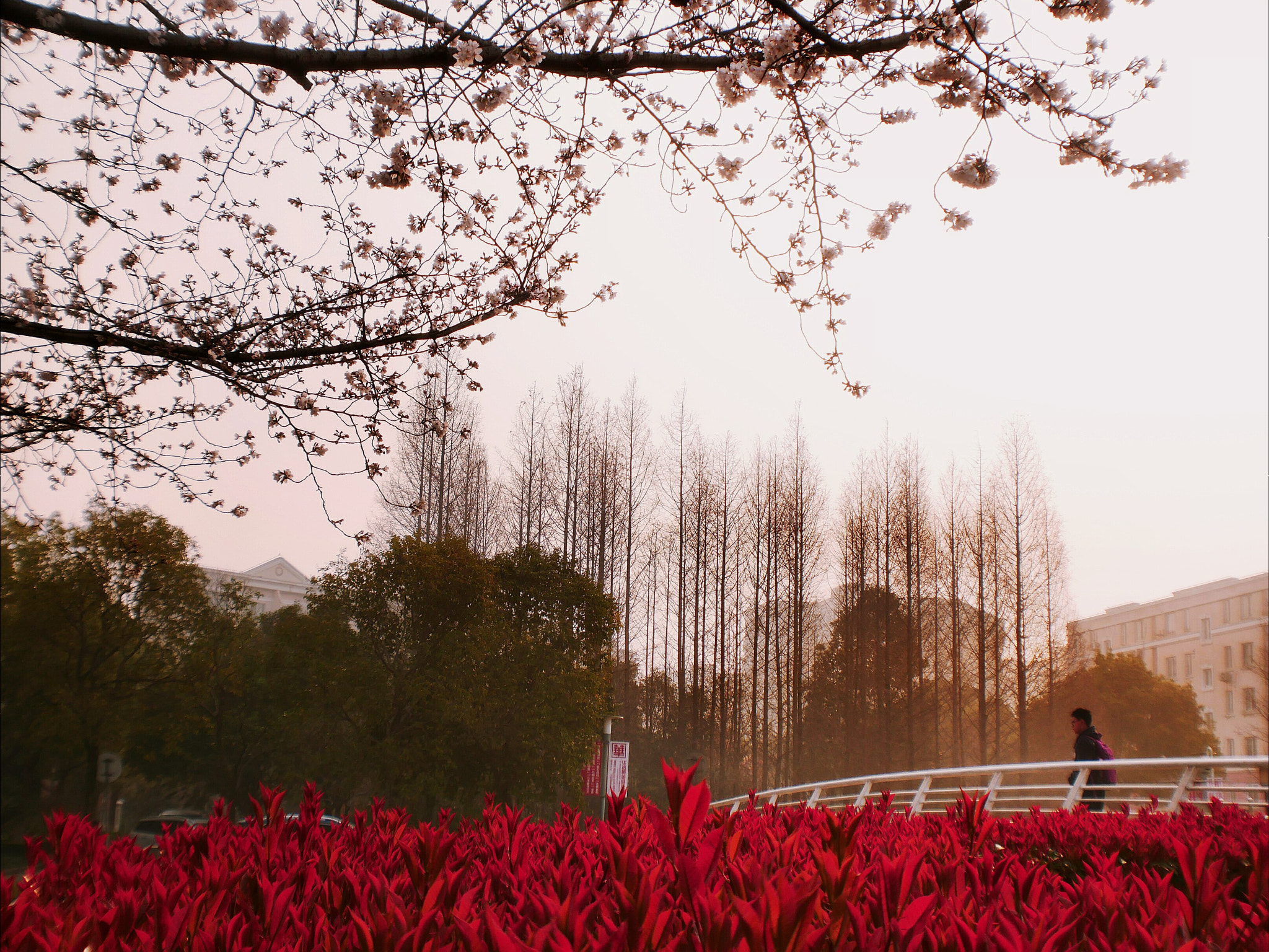 Panasonic Lumix DC-GX850 (Lumix DC-GX800 / Lumix DC-GF9) sample photo. Sakura in morning photography