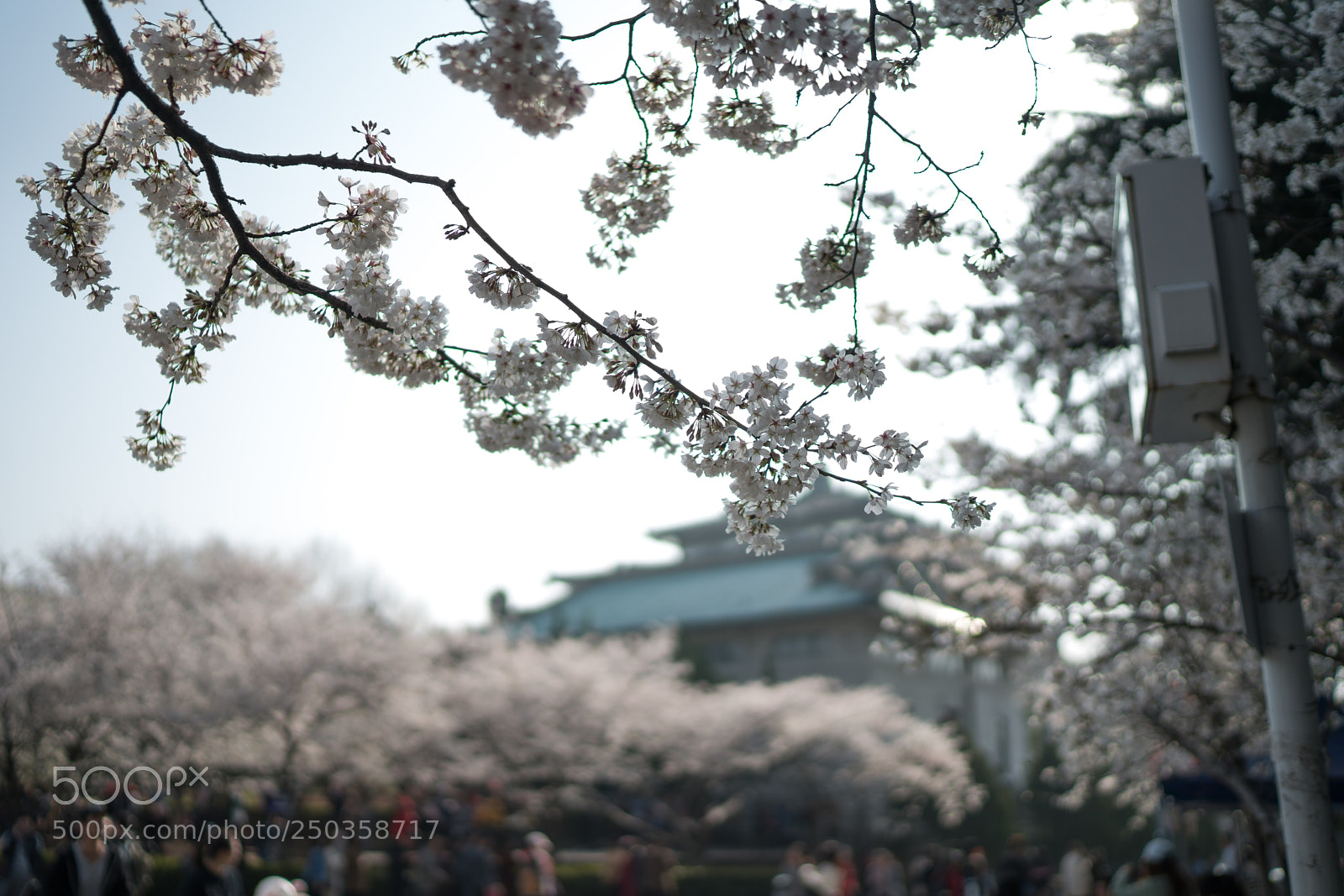 Sony a7R III sample photo. Untitled photography