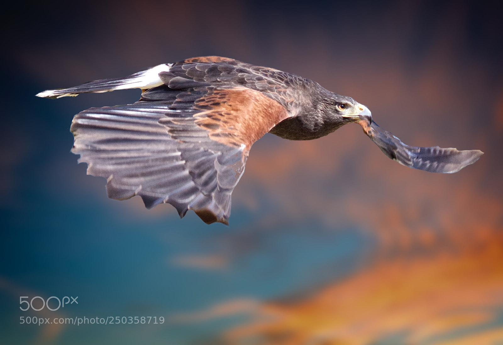 Canon EOS 7D Mark II sample photo. Red-shouldered hawk in flight photography