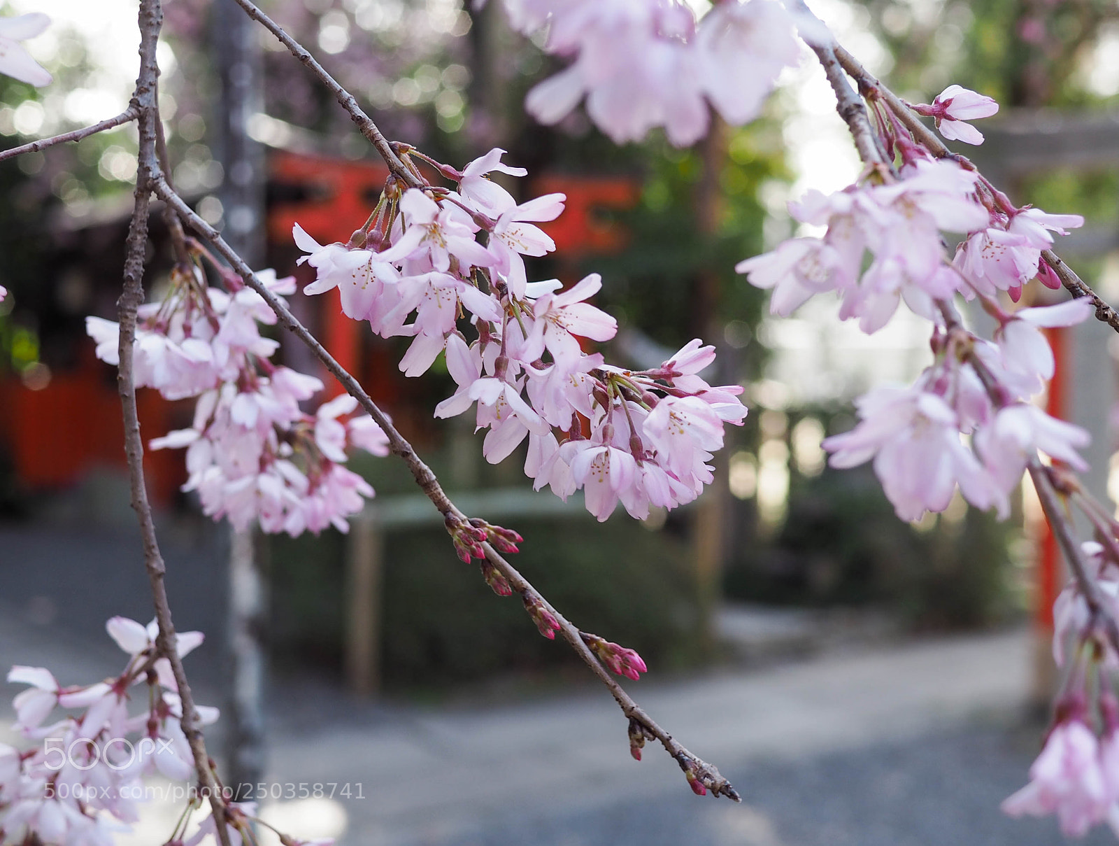 Olympus PEN E-PL7 sample photo. It's my turn photography