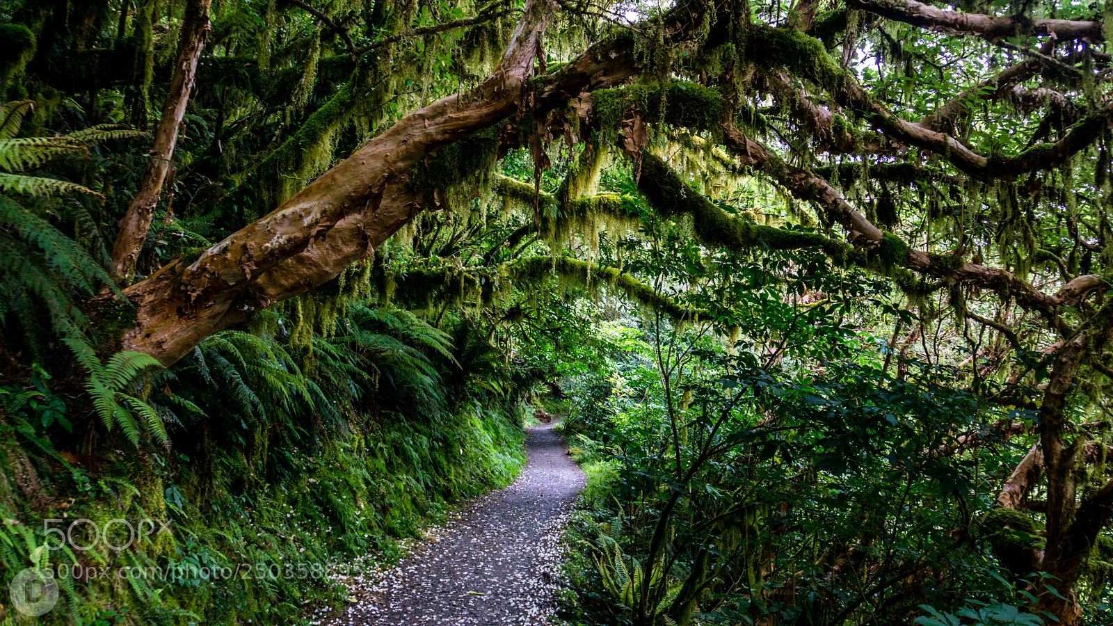 Sony a6000 sample photo. Forest trail photography