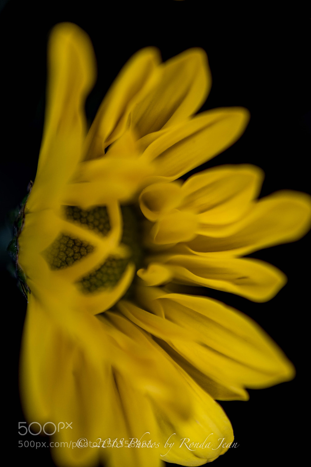 Nikon D500 sample photo. Untitled photography