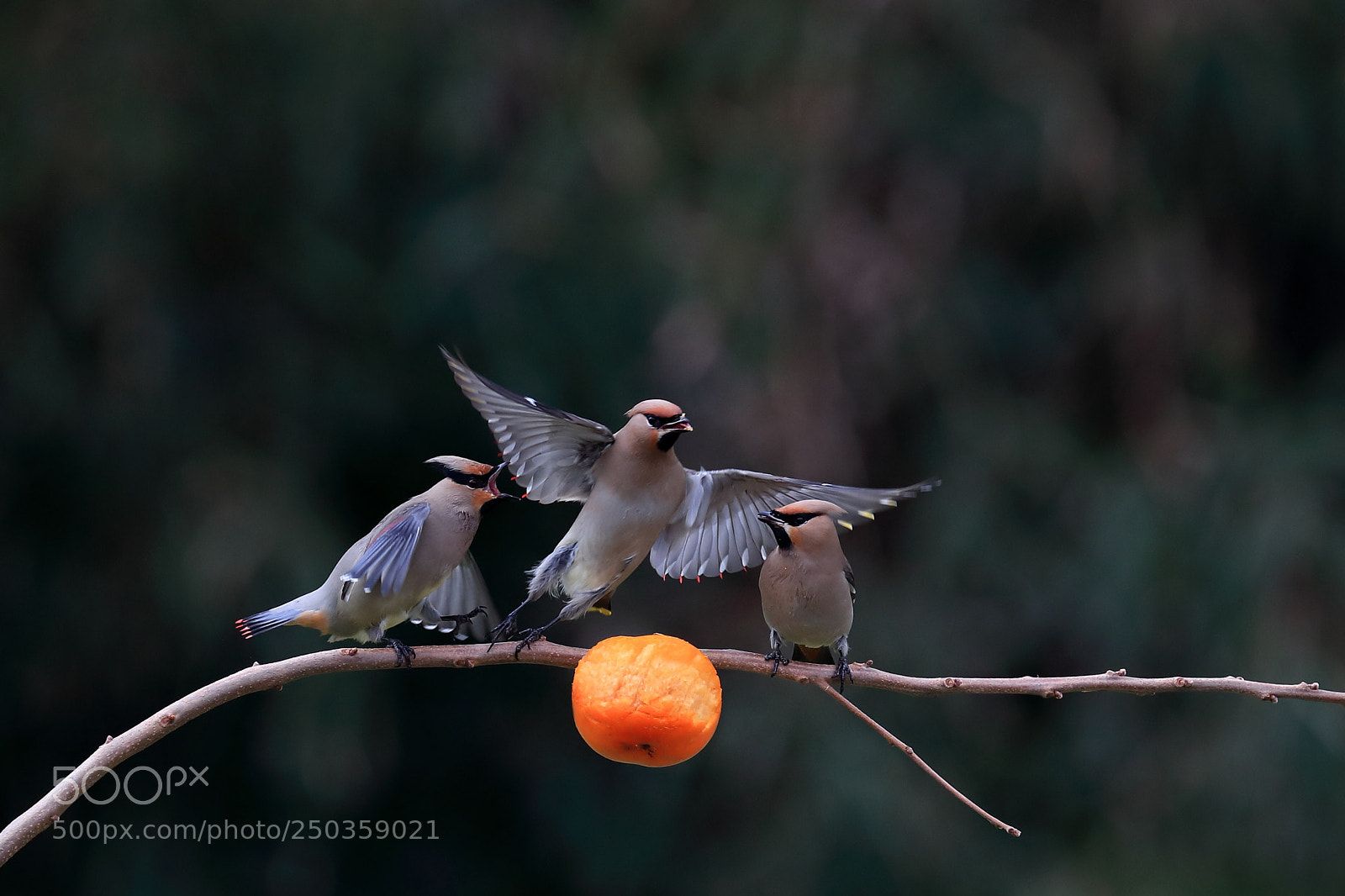 Canon EOS-1D X Mark II sample photo. ヒレンジャク  japanese waxwing  photography
