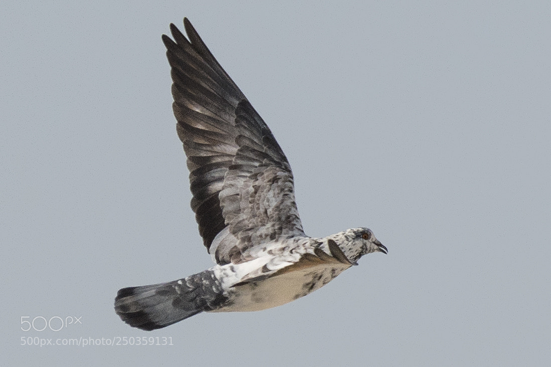 Nikon D500 sample photo. Rock pigeon photography