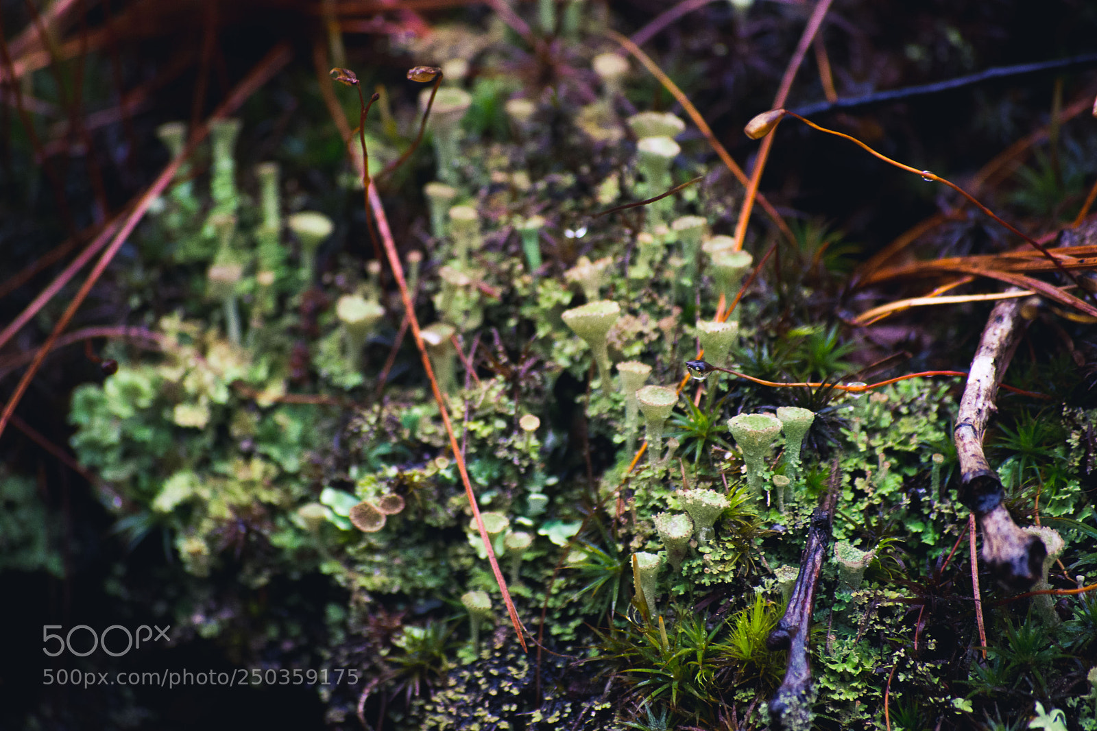 Nikon D7200 sample photo. Lichen photography