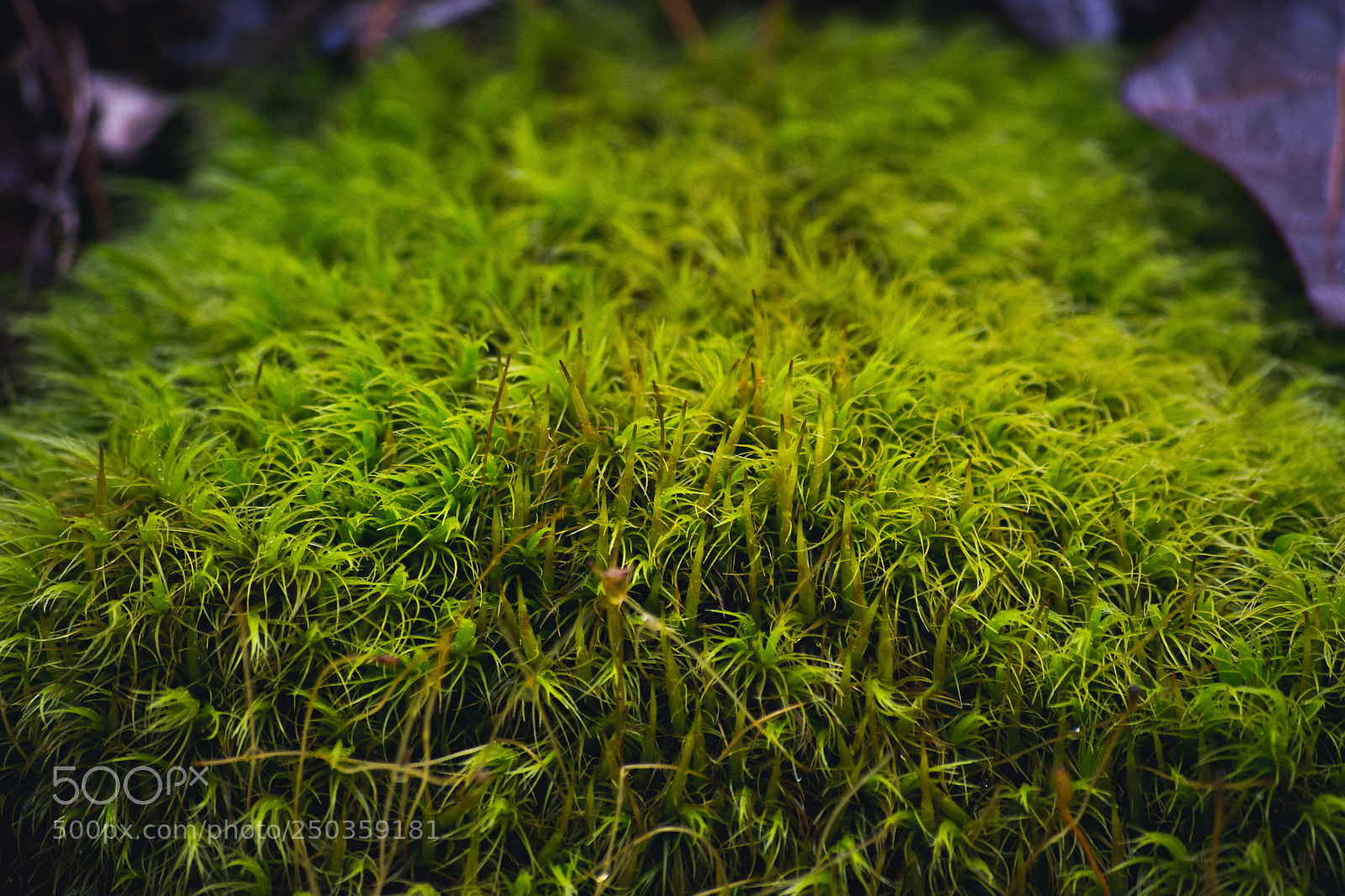 Nikon D7200 sample photo. Moss photography