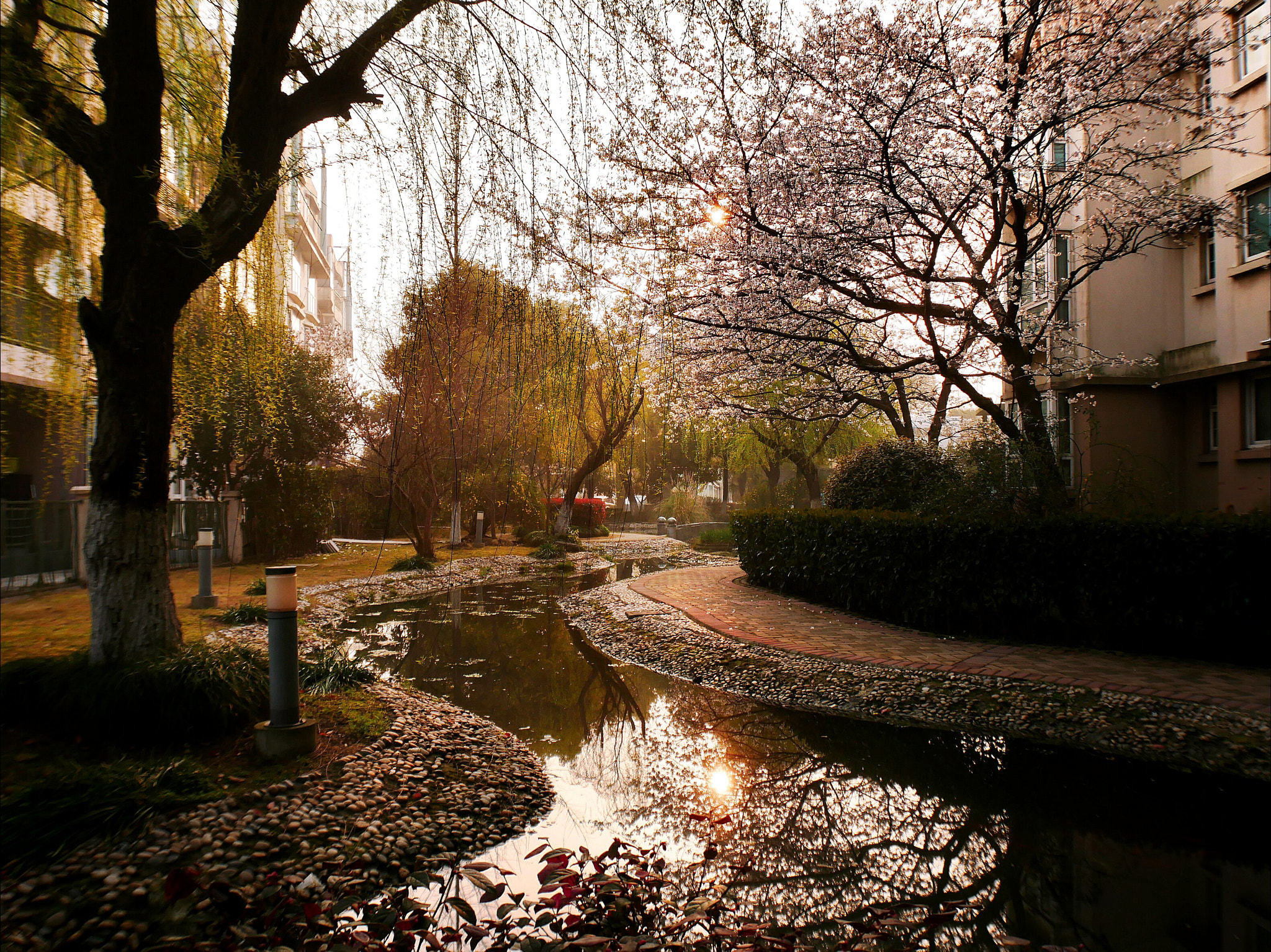 Panasonic Lumix DC-GX850 (Lumix DC-GX800 / Lumix DC-GF9) sample photo. Sakura at riverside in morning photography