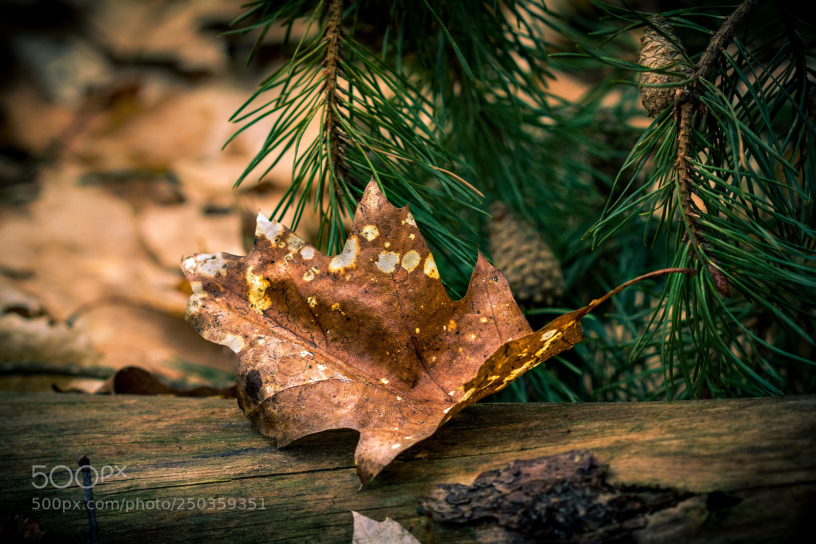 Canon EOS 60D sample photo. Fallen leaf photography