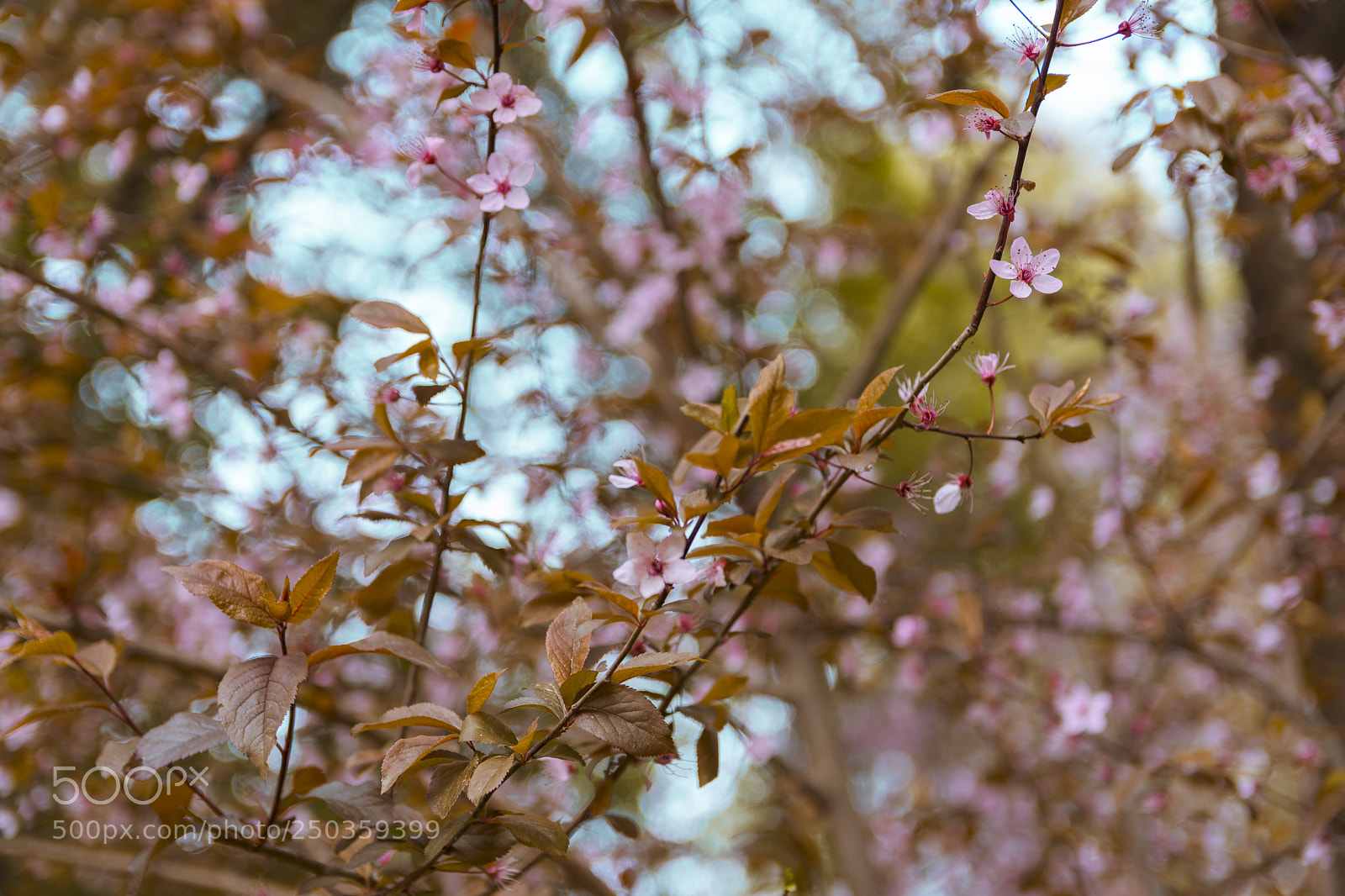 Nikon D7200 sample photo. Spring flowers photography