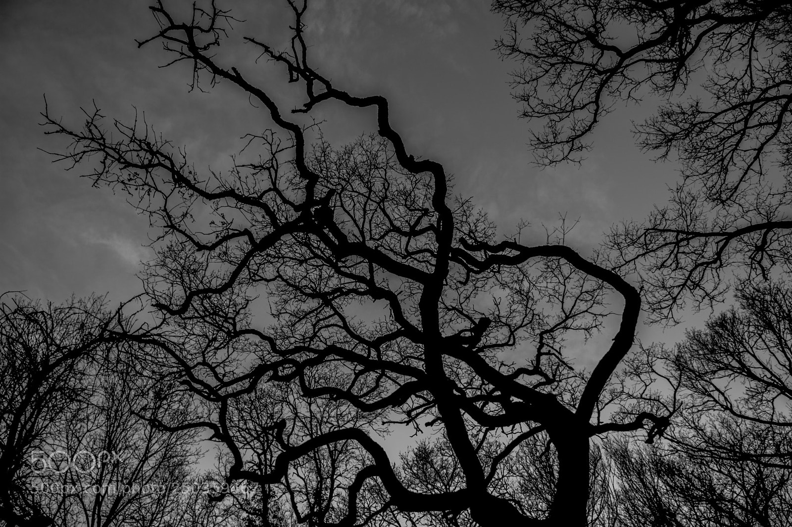 Nikon D5200 sample photo. 45 photography