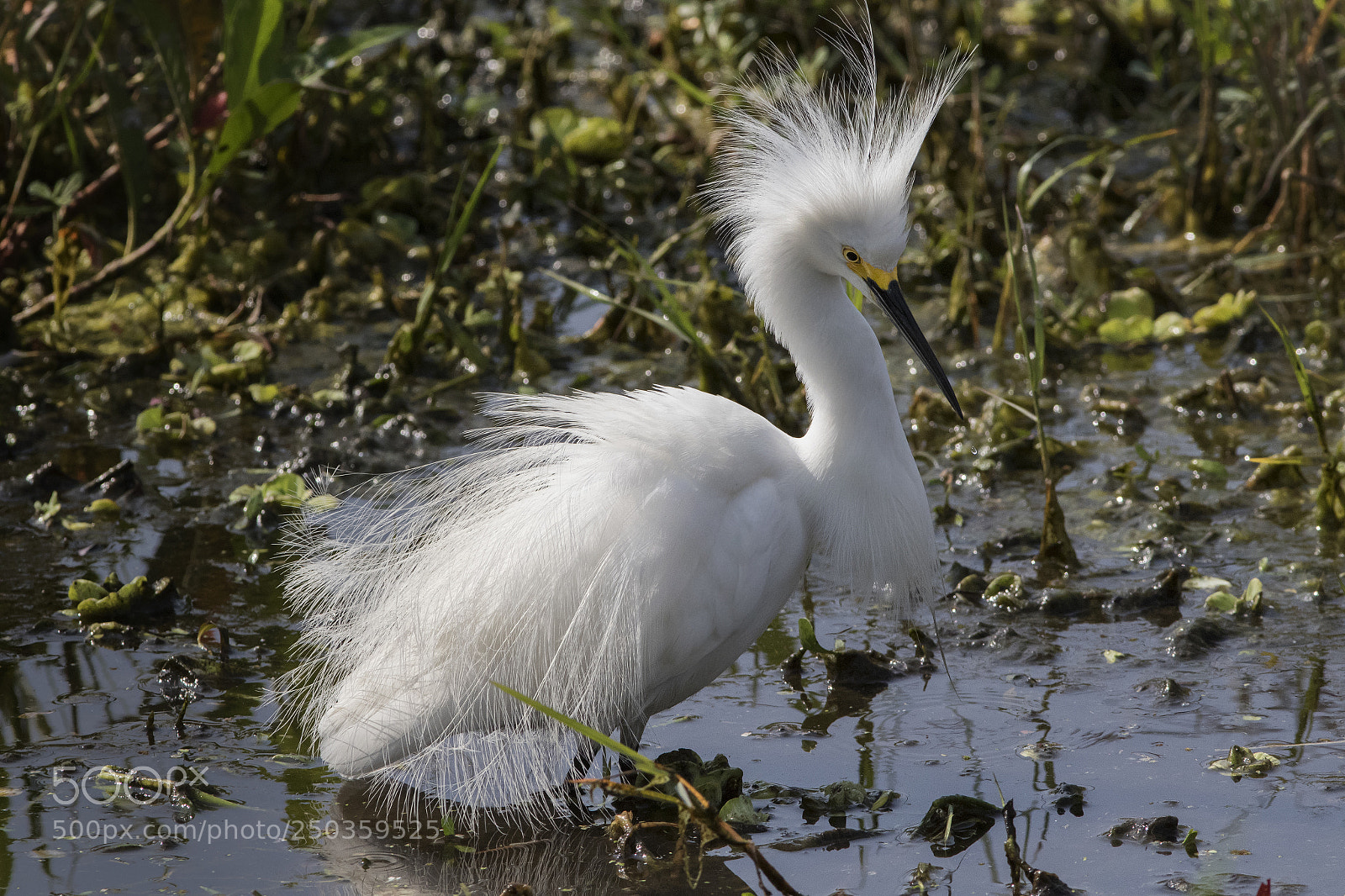 Canon EOS 7D Mark II sample photo. Snowy egret breeding plumage photography