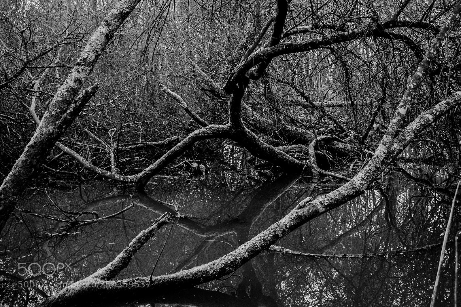 Nikon D5200 sample photo. 46 photography