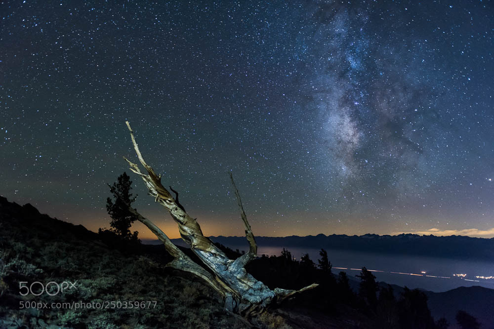Nikon D810 sample photo. Milky way ancient bristlecone photography