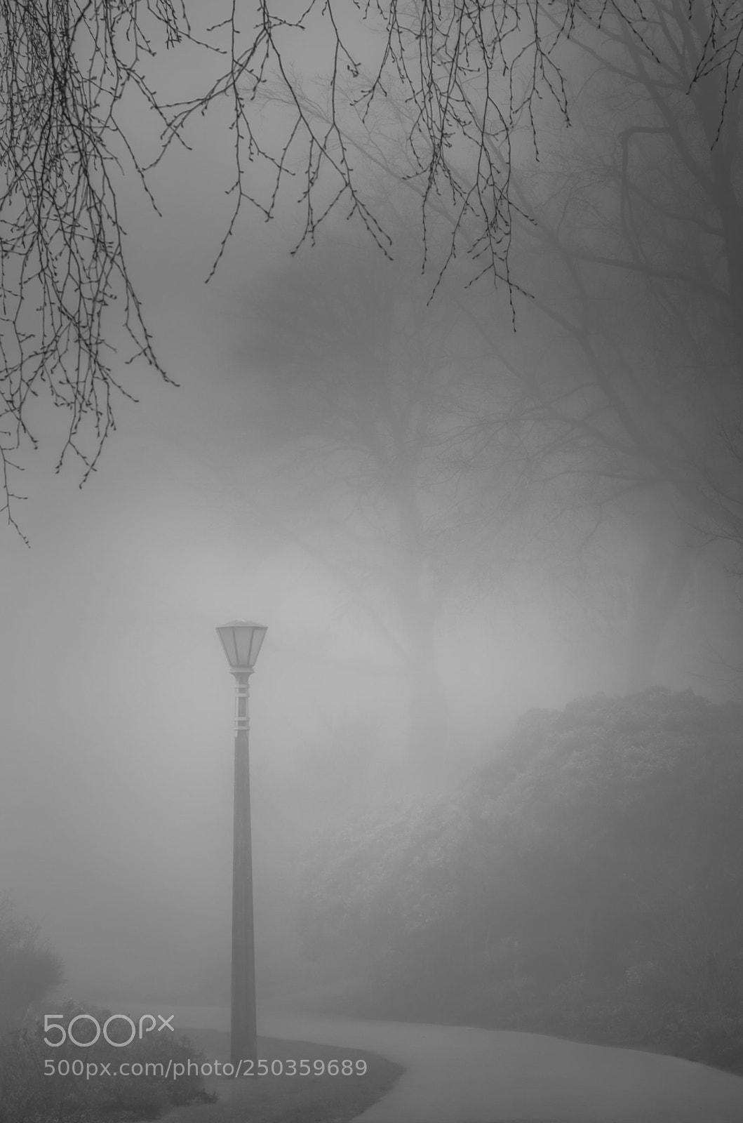 Nikon D7000 sample photo. Misty path photography
