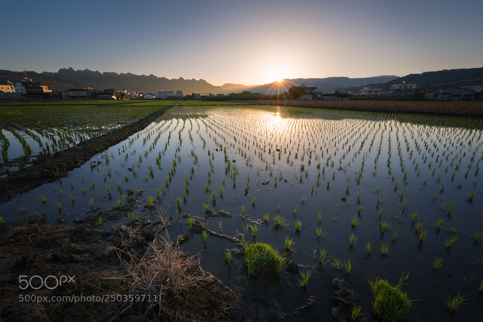 Nikon D810 sample photo. Rice field sunrise photography