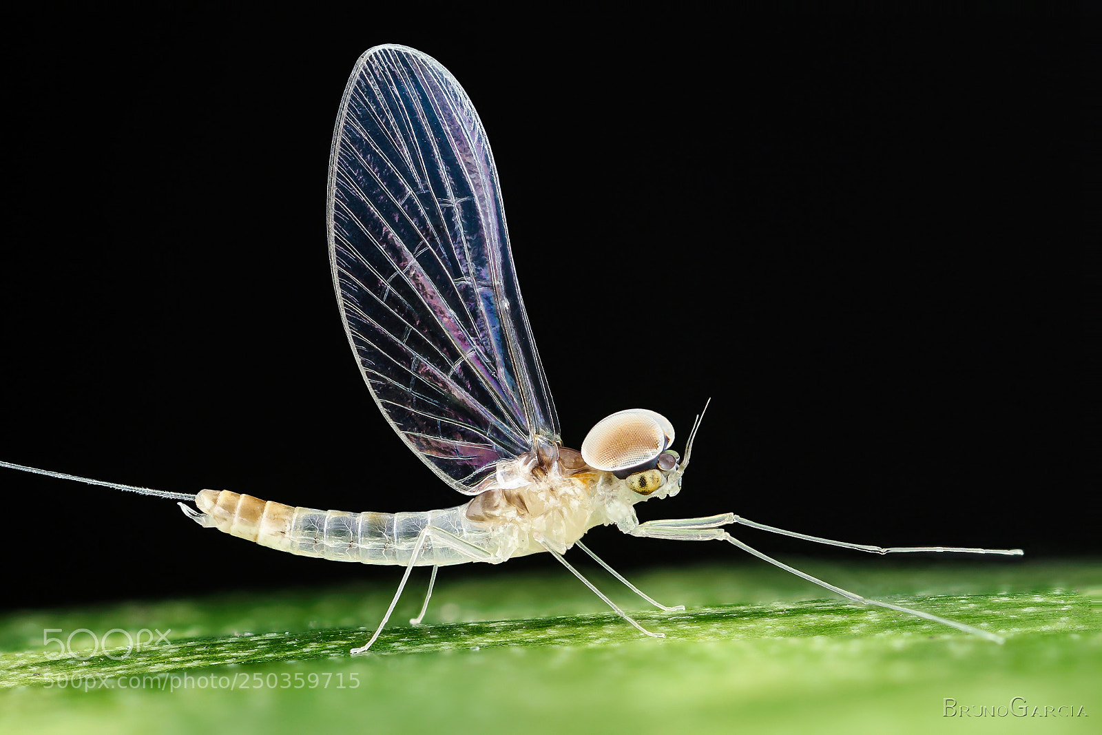 Canon EOS 600D (Rebel EOS T3i / EOS Kiss X5) sample photo. Mayfly baetidae ♂ (ephemeroptera) photography