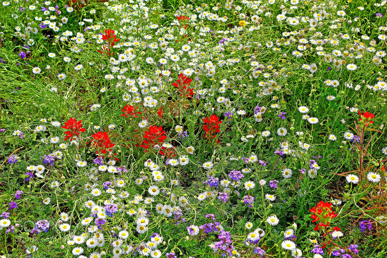 Sony Cyber-shot DSC-RX100 sample photo. Phoenix field in spring photography