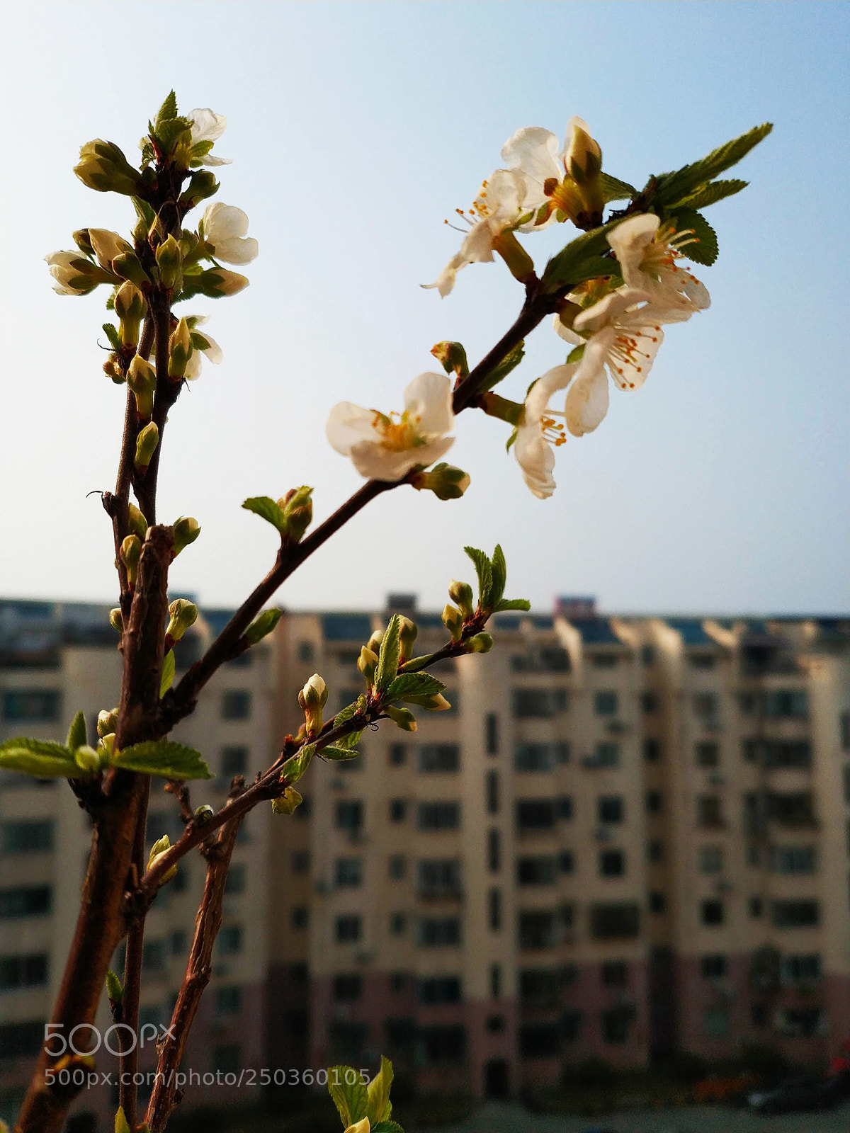 Xiaomi MIX 2 sample photo. Untitled photography