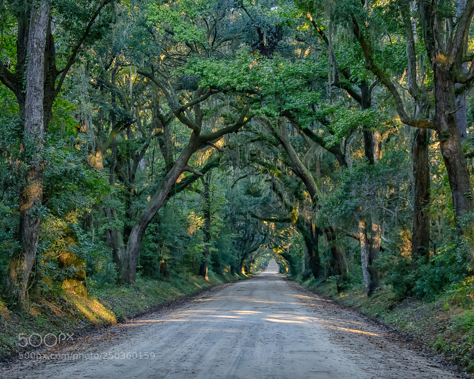 Nikon D7100 sample photo. Botany bay road photography