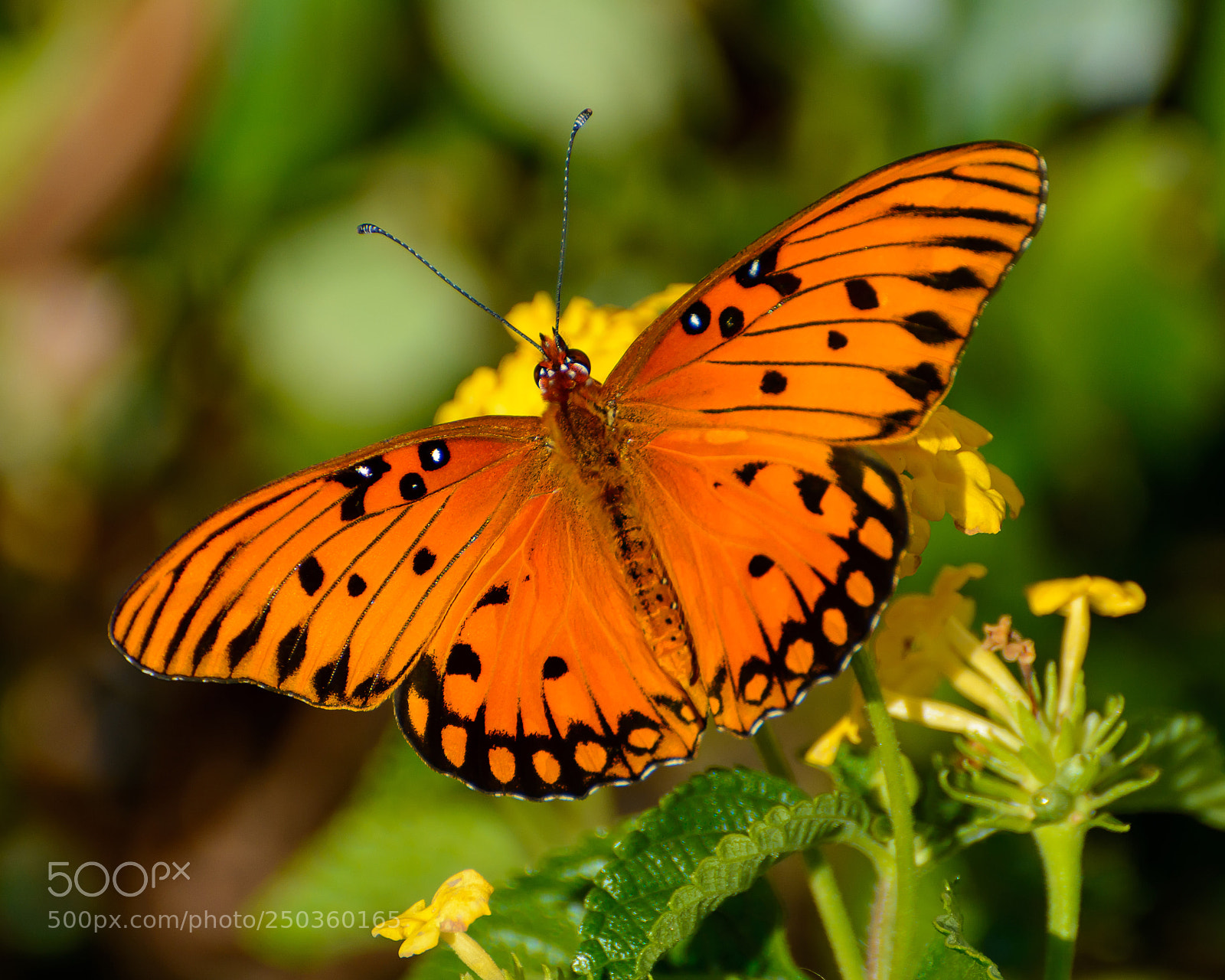Nikon D7100 sample photo. Gulf fritillary on lantana photography