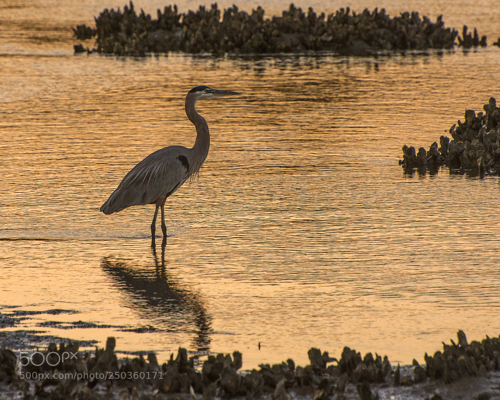 Nikon D7100 sample photo. Heron as sunset photography