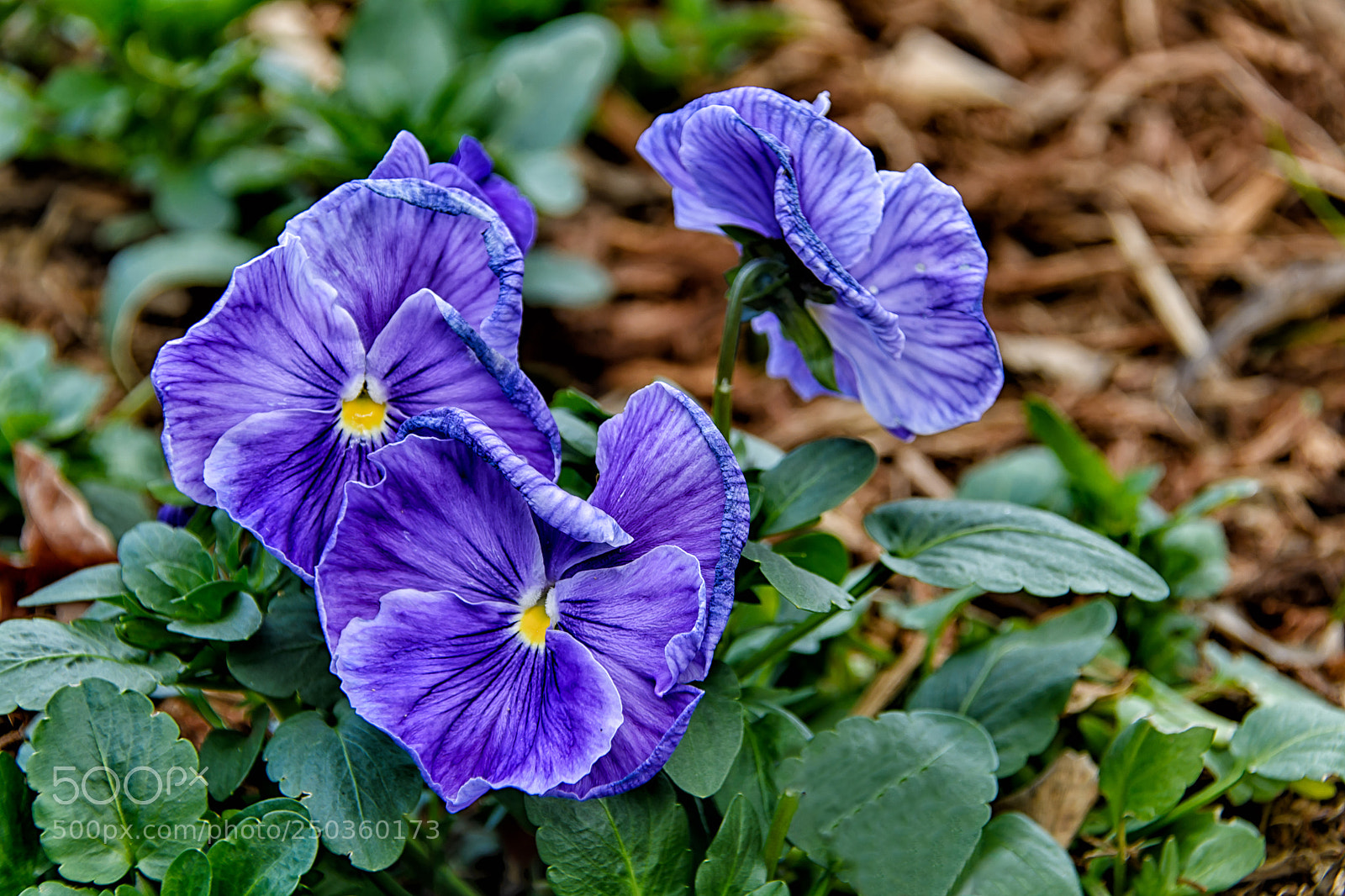 Nikon D7100 sample photo. Blue pansies photography