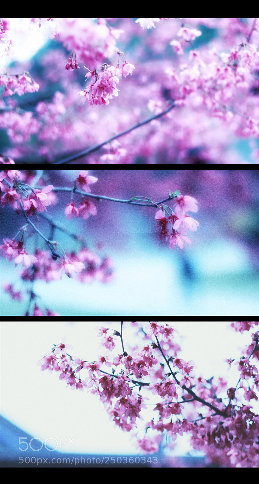 Canon EOS 760D (EOS Rebel T6s / EOS 8000D) sample photo. Untitled photography