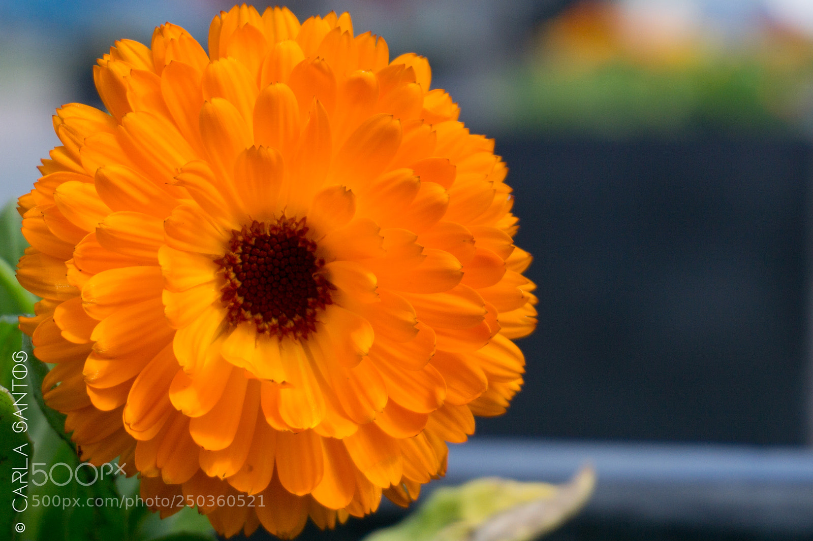 Sony a6000 sample photo. Spring flower photography