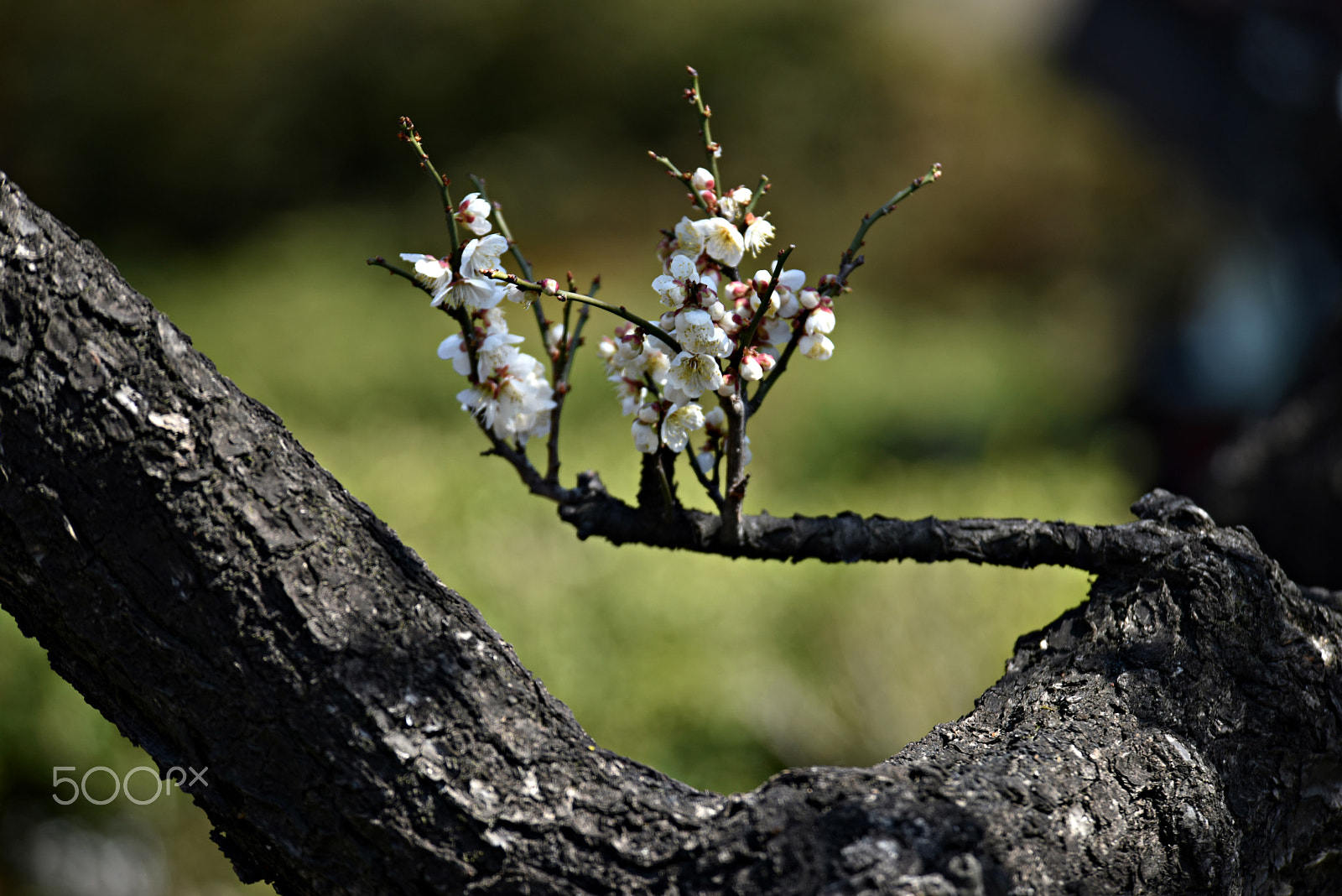 Nikon D810 sample photo. Plum that resembles the ascending dragon photography