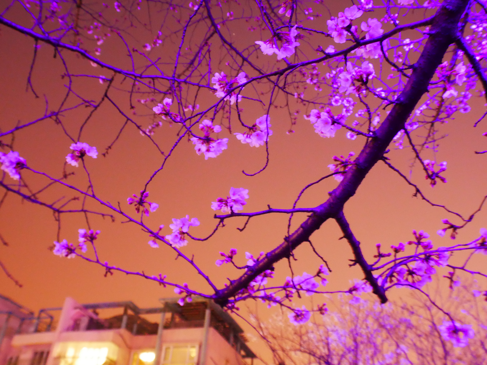 Panasonic Lumix DC-GX850 (Lumix DC-GX800 / Lumix DC-GF9) sample photo. Sakura at riverside in night photography