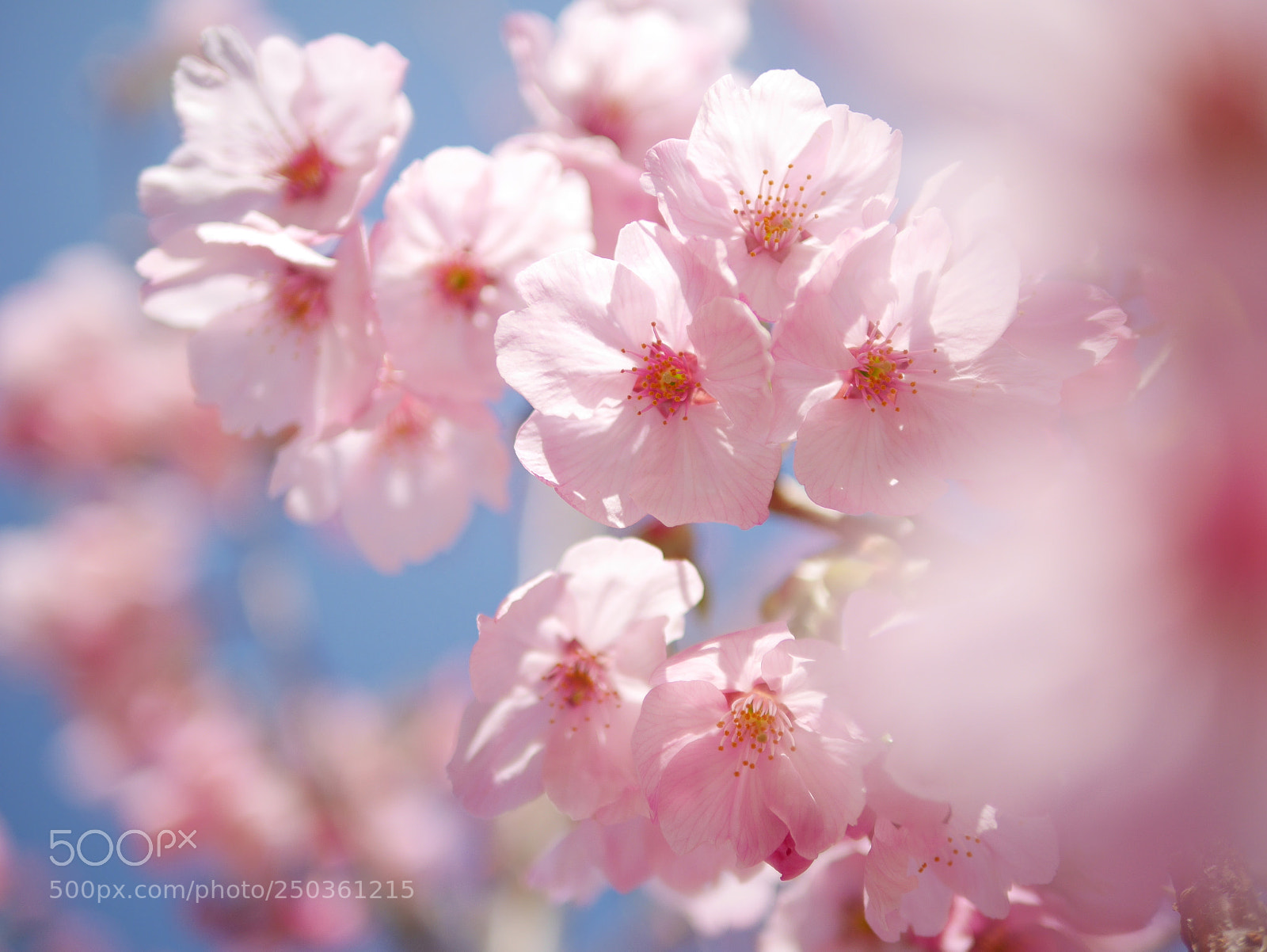 Panasonic Lumix DMC-GX7 sample photo. Cherry blossoms in japan photography